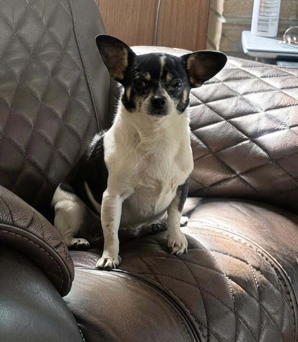 Enlarge Sparky, a Adoptable mixed breed in Toledo, OH image 3/4