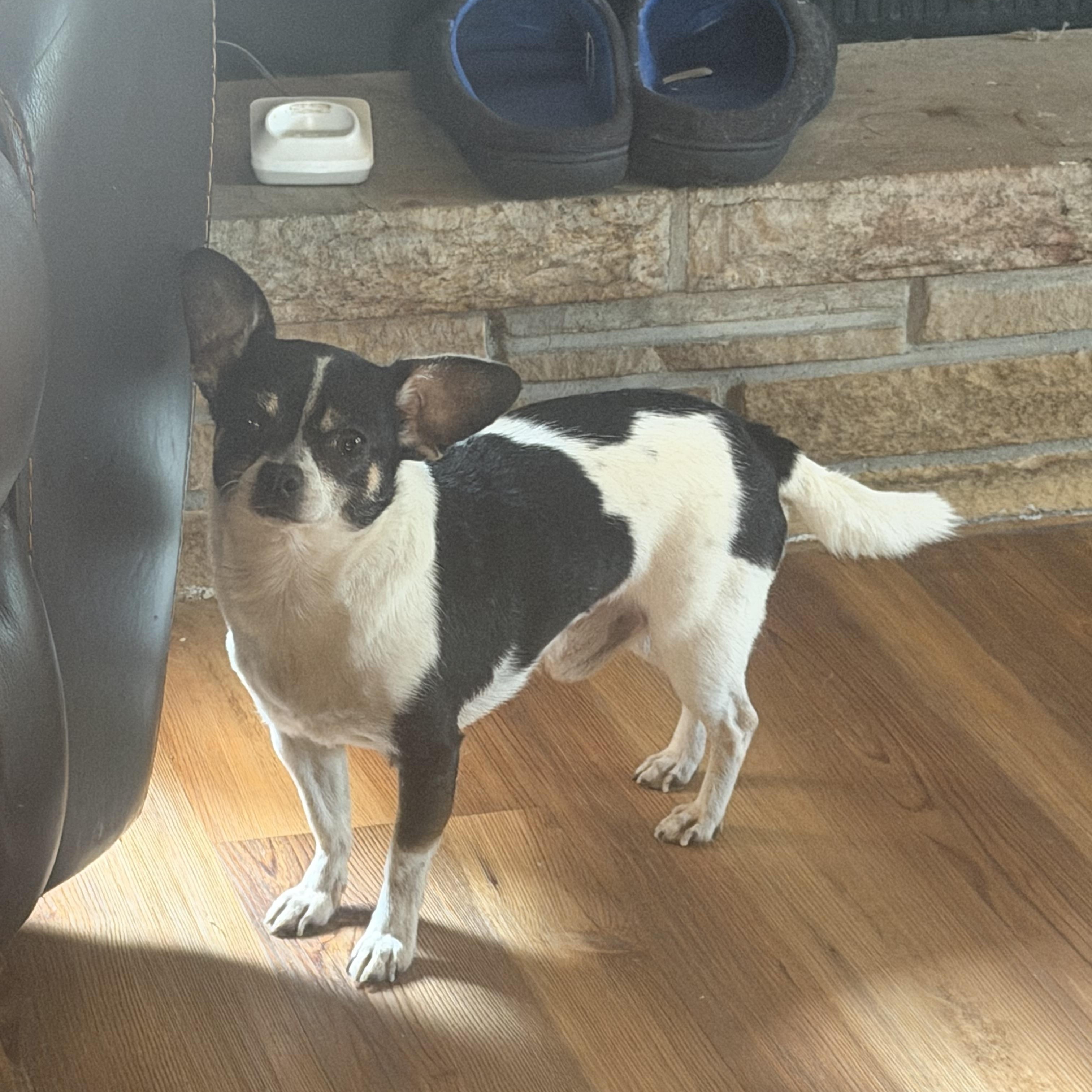 Enlarge Sparky, a Adoptable mixed breed in Toledo, OH image 4/4