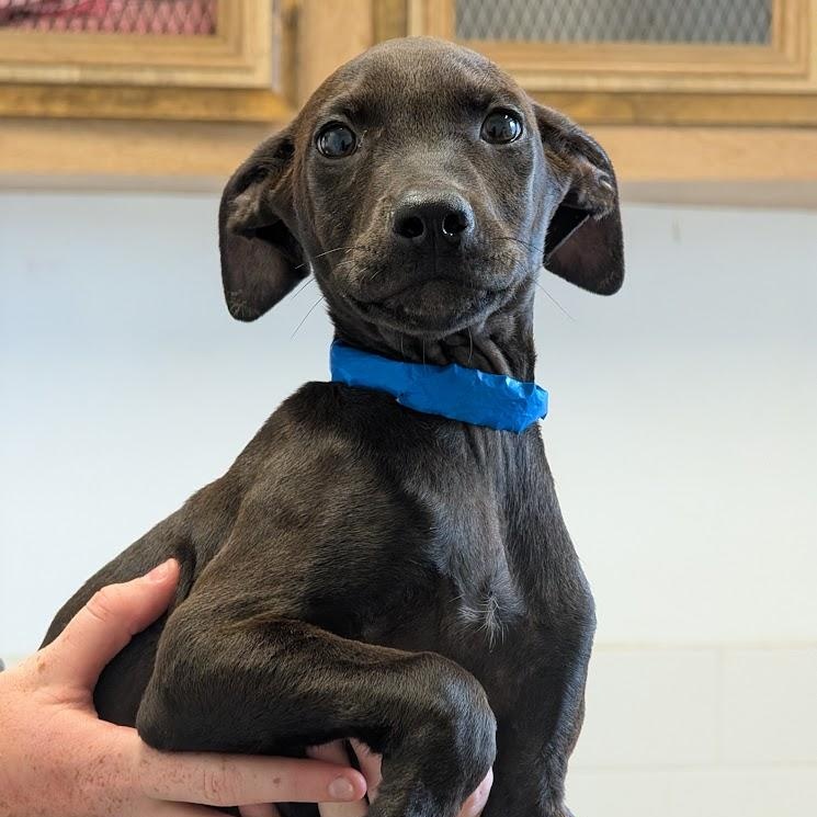 Mimic, adopted, Puppy Male Hound & Black Labrador Retriever.