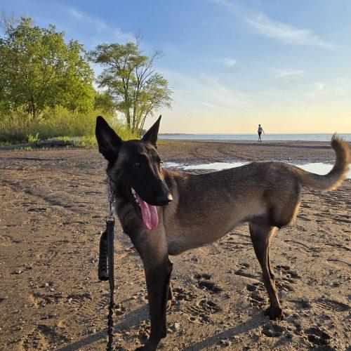 Hanna, Adoptable, Adult Female Belgian Shepherd / Malinois & Mixed Breed.