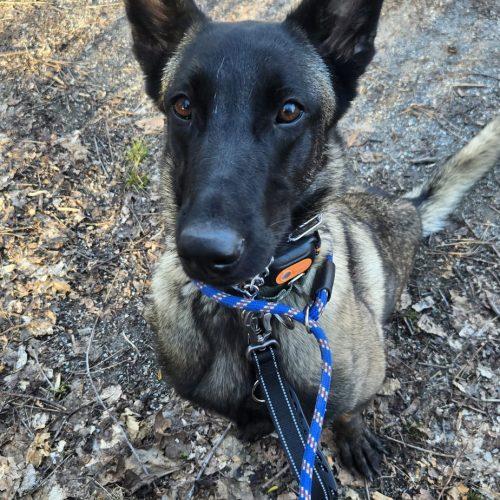 Hanna, a Adoptable mixed breed in Sunderland, ON image 3/5