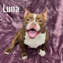 Enlarge Luna, a ADOPTABLE American Bully in Pleasantville, NJ image 1/1