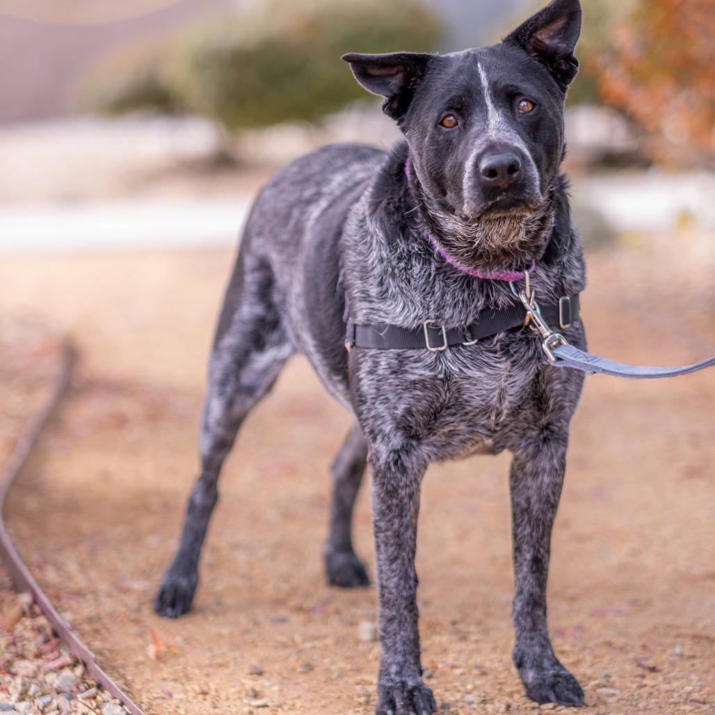 Enlarge Josie, a Adoptable mixed breed in Albuquerque, NM image 2/6