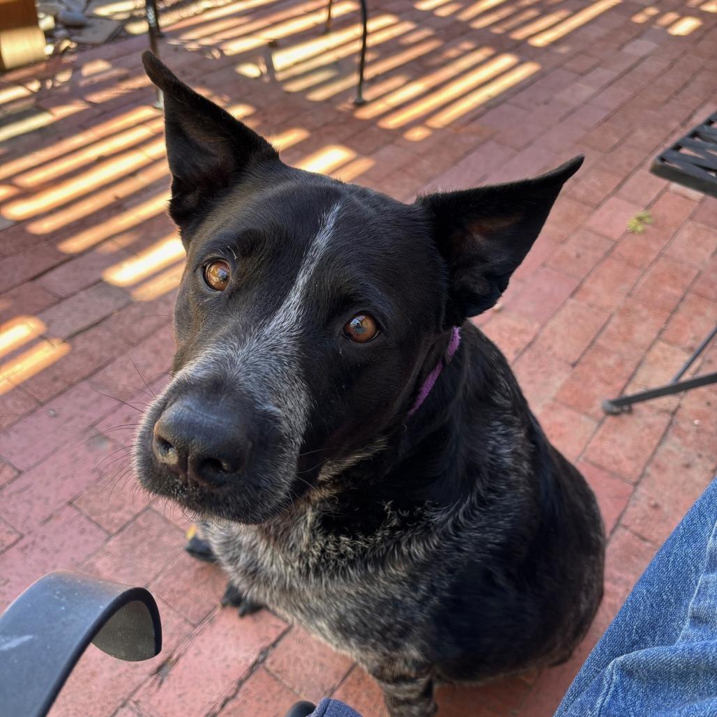 Enlarge Josie, a Adoptable mixed breed in Albuquerque, NM image 3/6