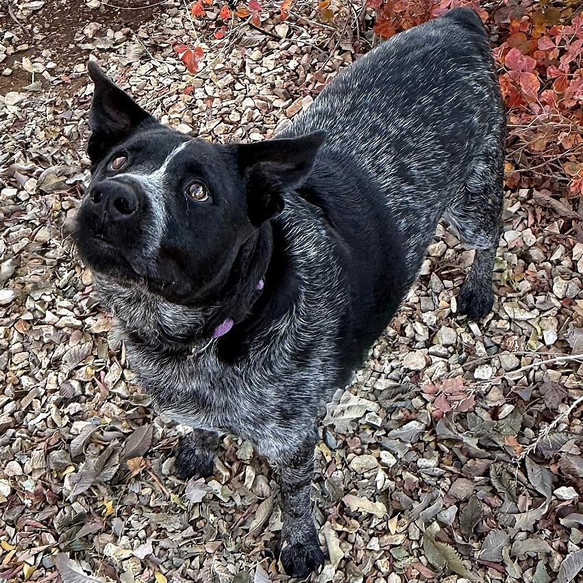 Enlarge Josie, a Adoptable mixed breed in Albuquerque, NM image 4/6