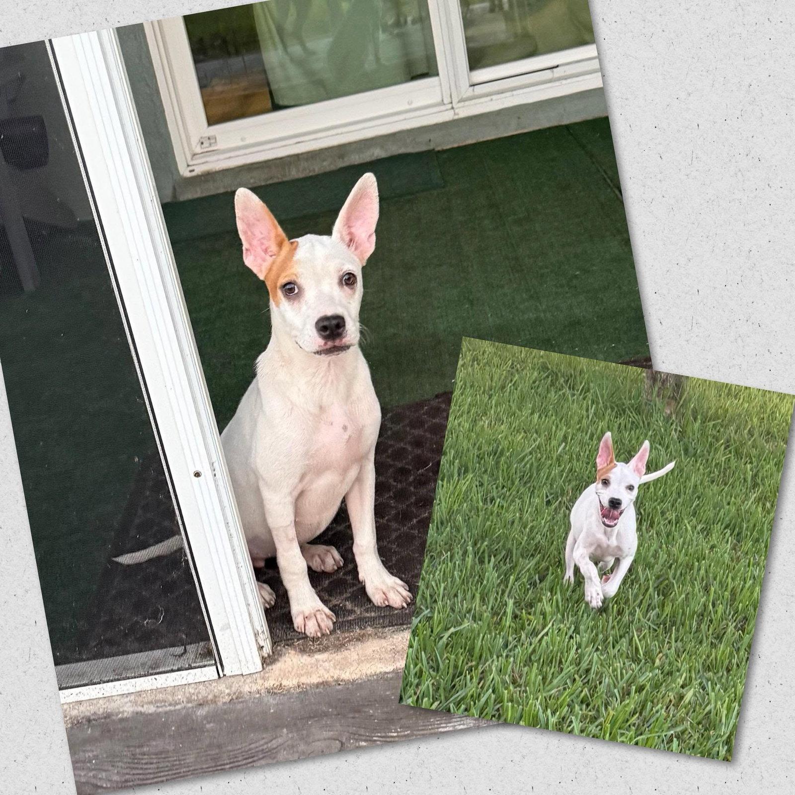 Flora, a Adoptable Mixed Breed in Naples, FL image 1/2