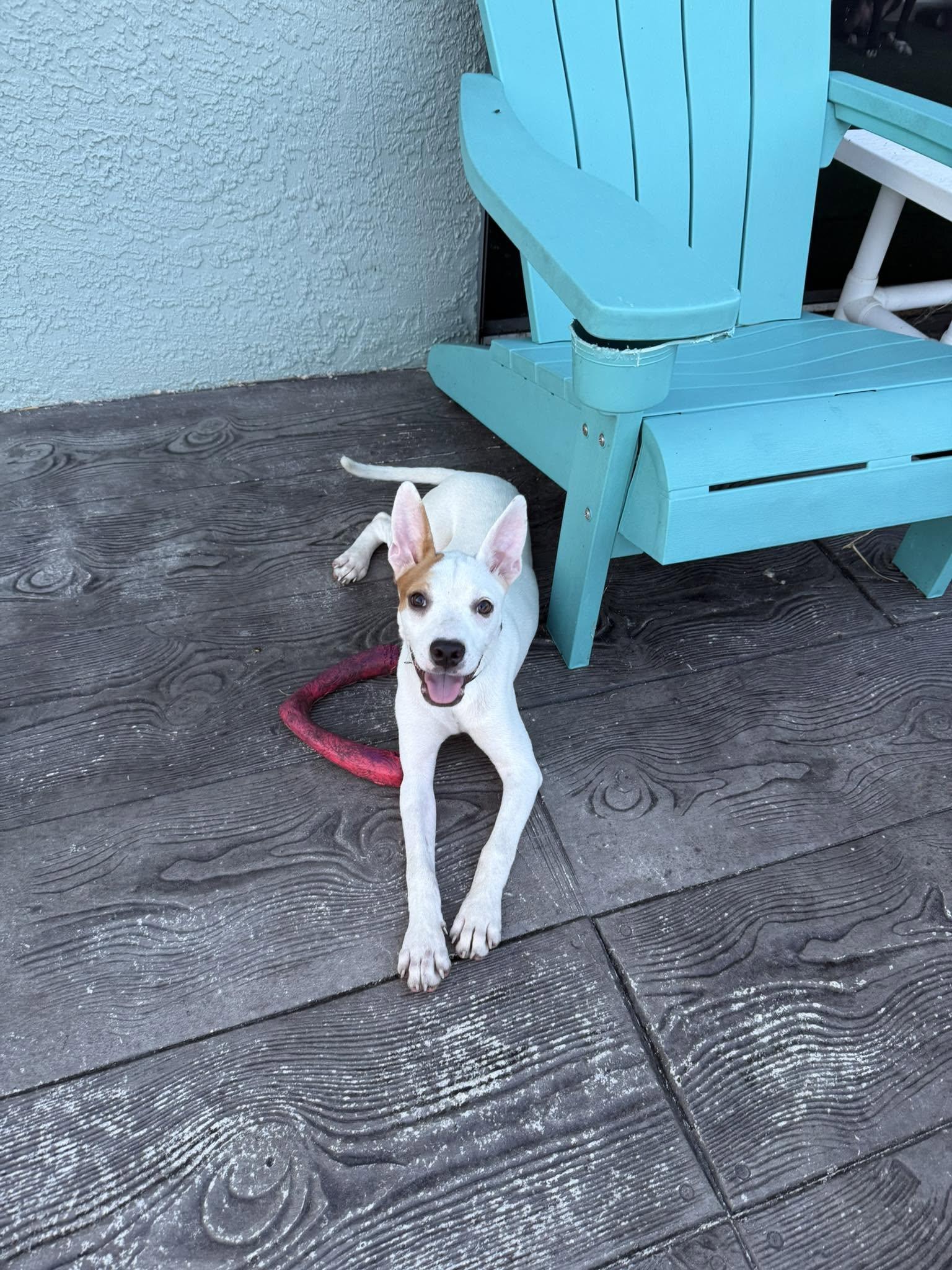Flora, a Adoptable Mixed Breed in Naples, FL image 2/2