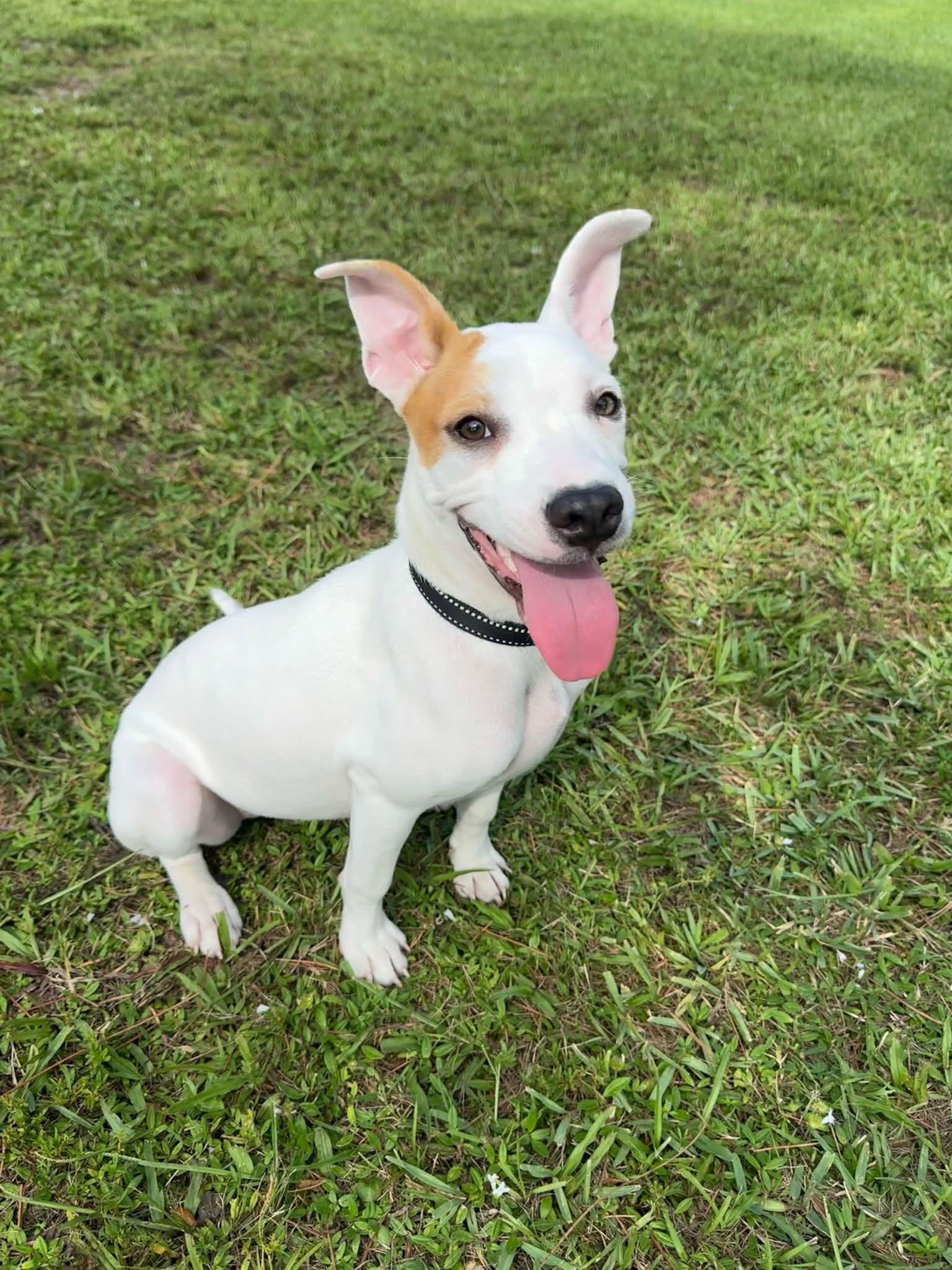 Enlarge Flora, a Adoptable Mixed Breed in Naples, FL image 3/3