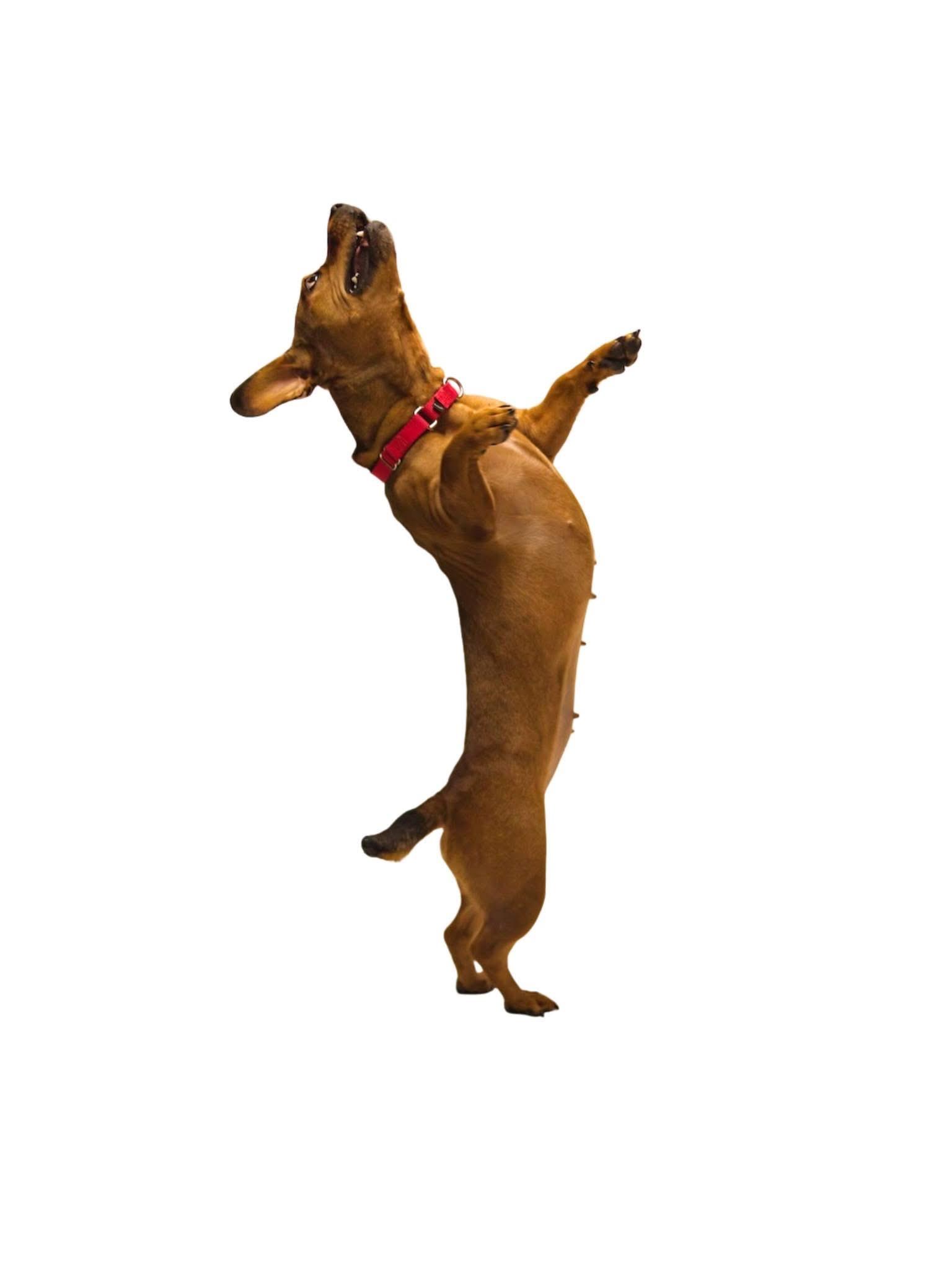 Lulu