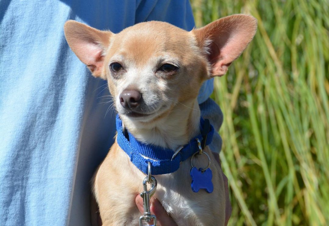 Dog for adoption Otis, a Chihuahua Mix in WinstonSalem, NC Petfinder