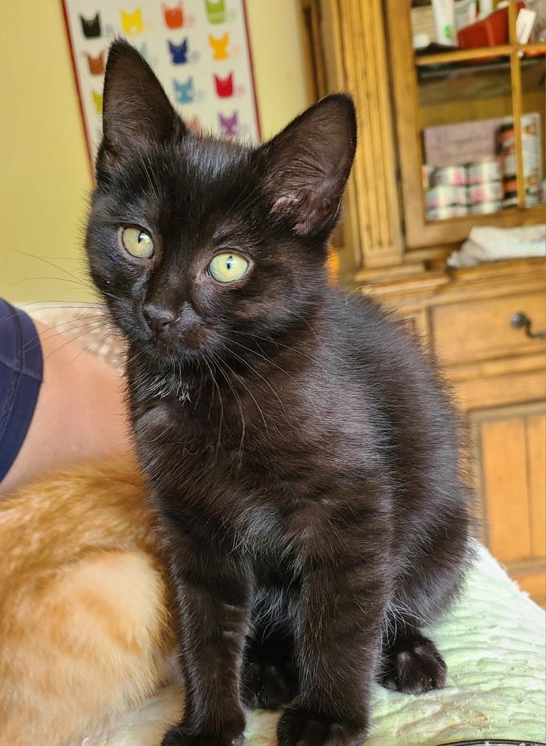 Enlarge Stromboli & Tiramisu, an adopted Domestic Short Hair in Kirkland, WA image 3/5