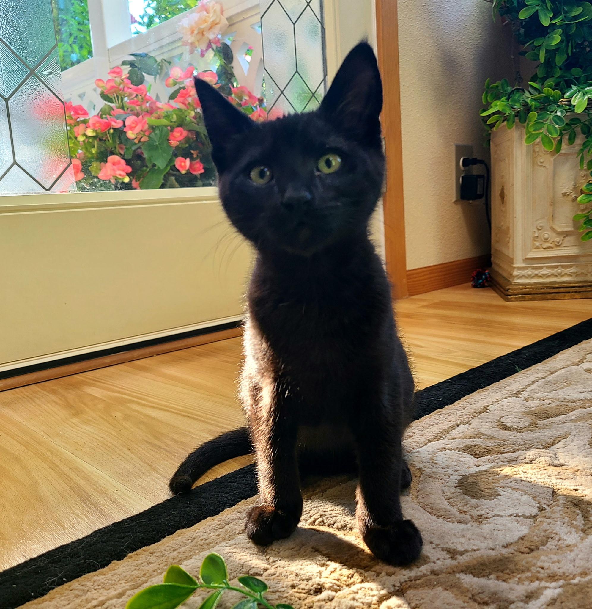 Enlarge Stromboli & Tiramisu, an adopted Domestic Short Hair in Kirkland, WA image 2/5