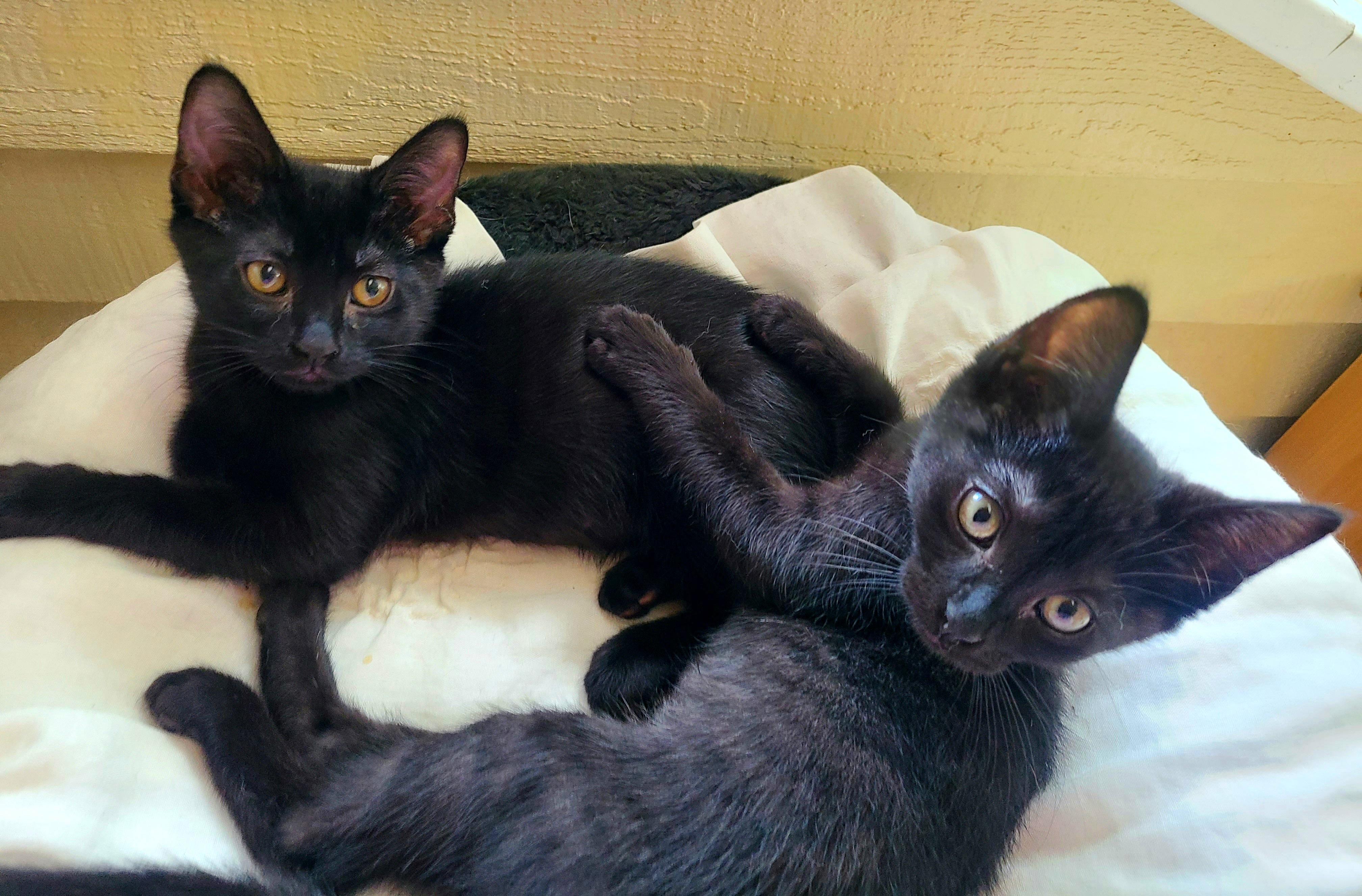 Enlarge Stromboli & Tiramisu, an adopted Domestic Short Hair in Kirkland, WA image 4/5