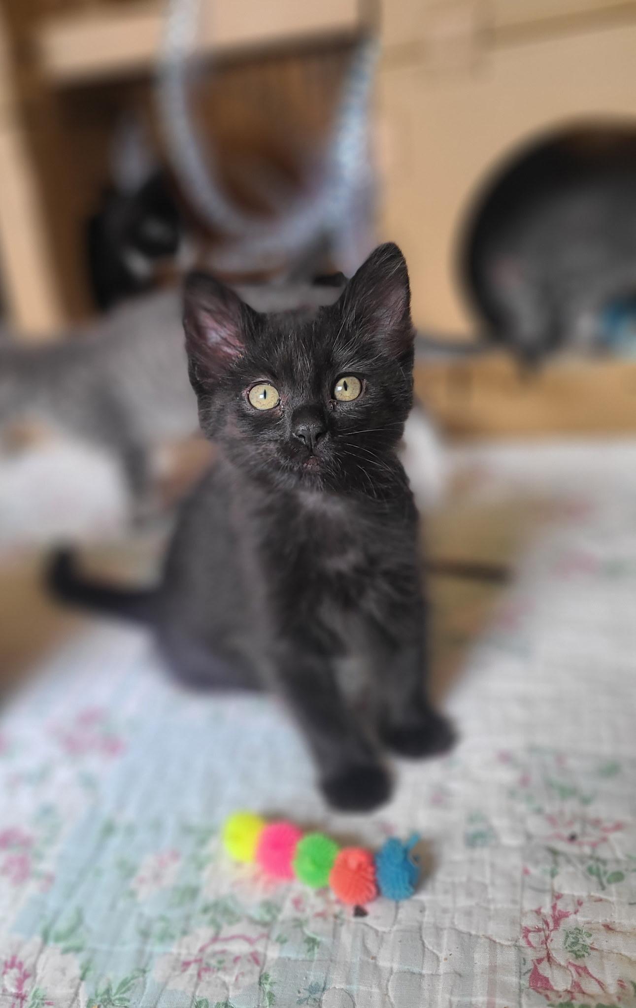 Enlarge Stromboli & Tiramisu, an adopted Domestic Short Hair in Kirkland, WA image 1/5