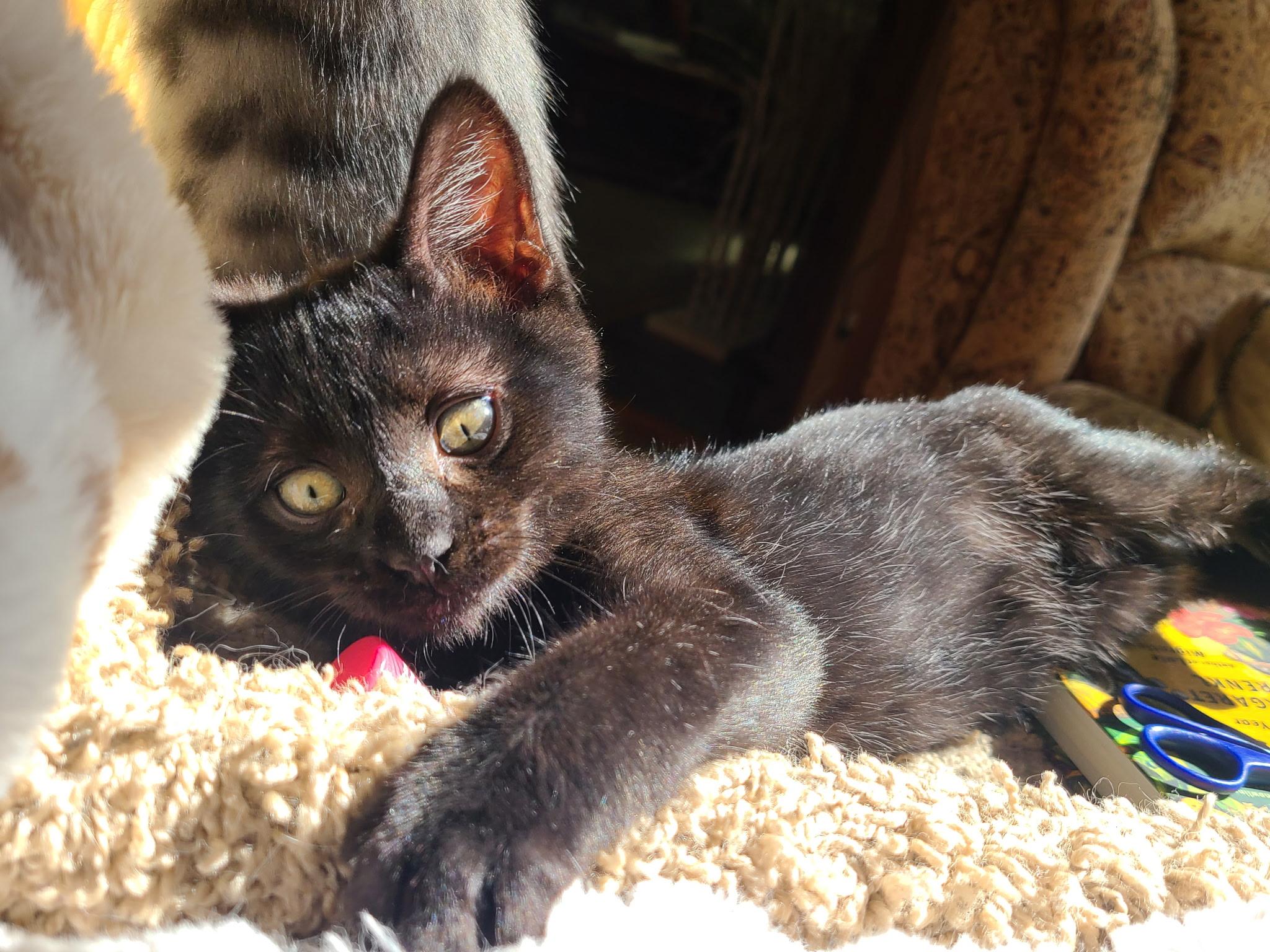 Enlarge Stromboli & Tiramisu, an adopted Domestic Short Hair in Kirkland, WA image 5/5
