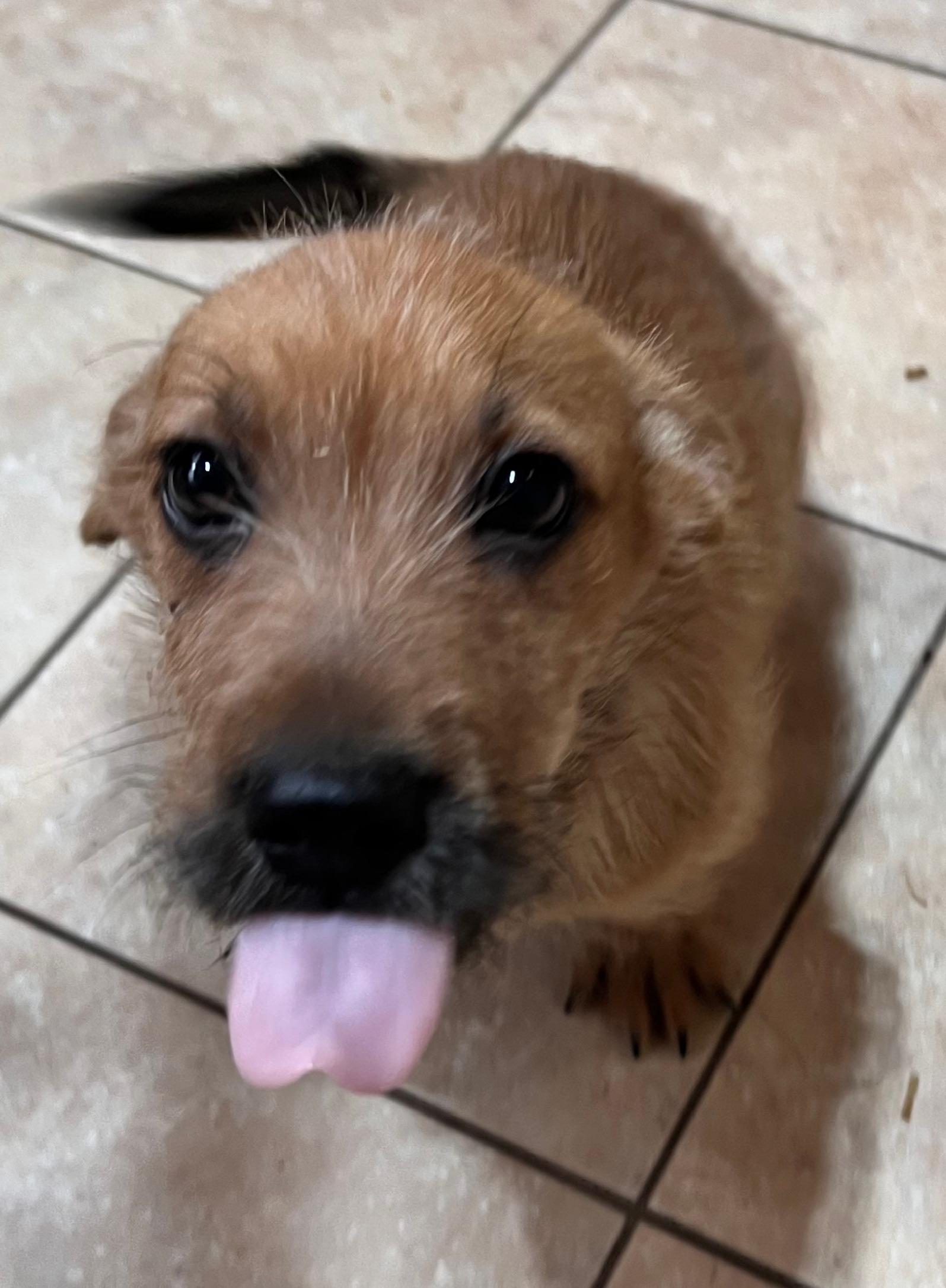 Enlarge Barley, an adopted mixed breed in Woburn, MA image 4/5