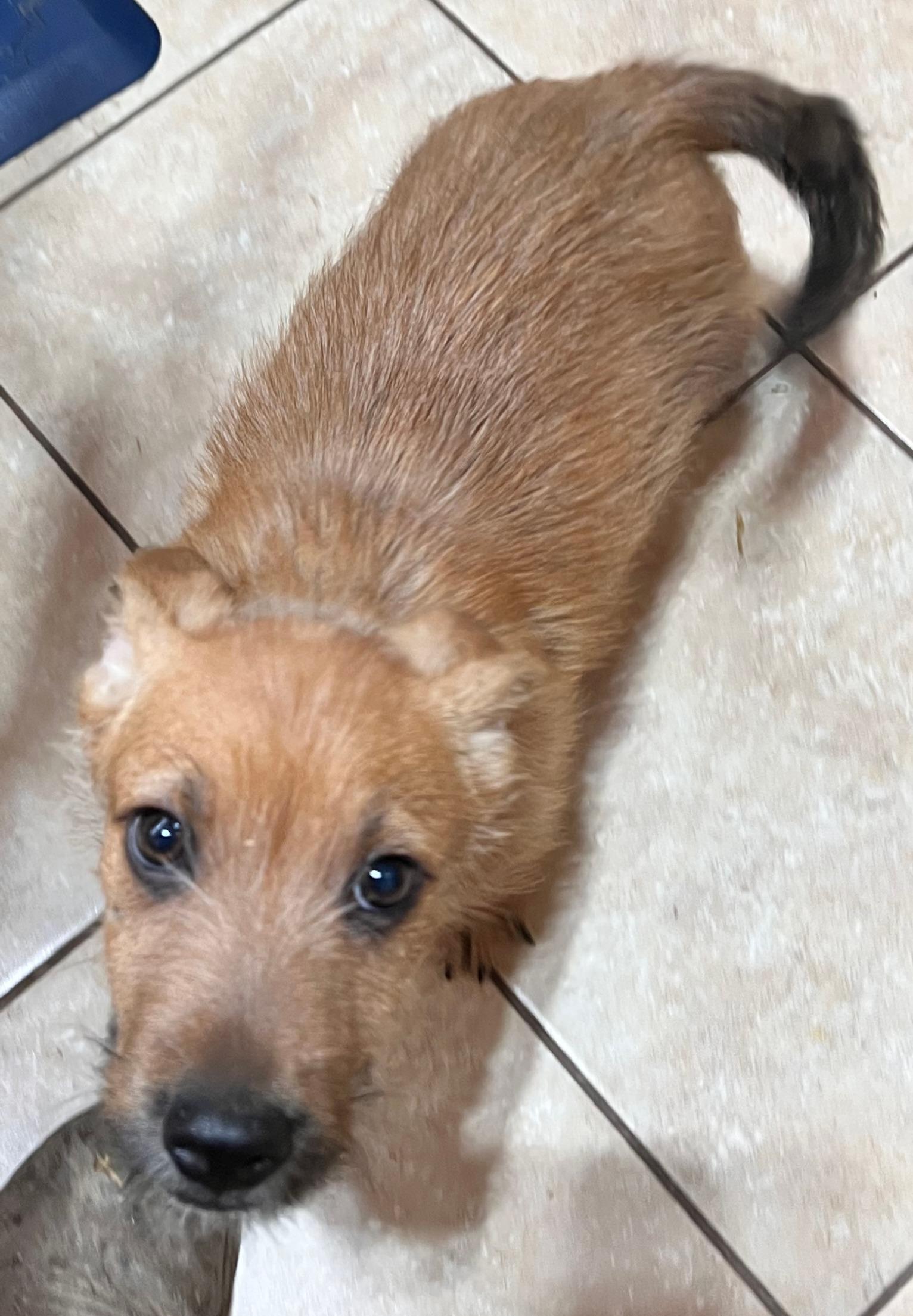 Enlarge Barley, an adopted mixed breed in Woburn, MA image 2/5