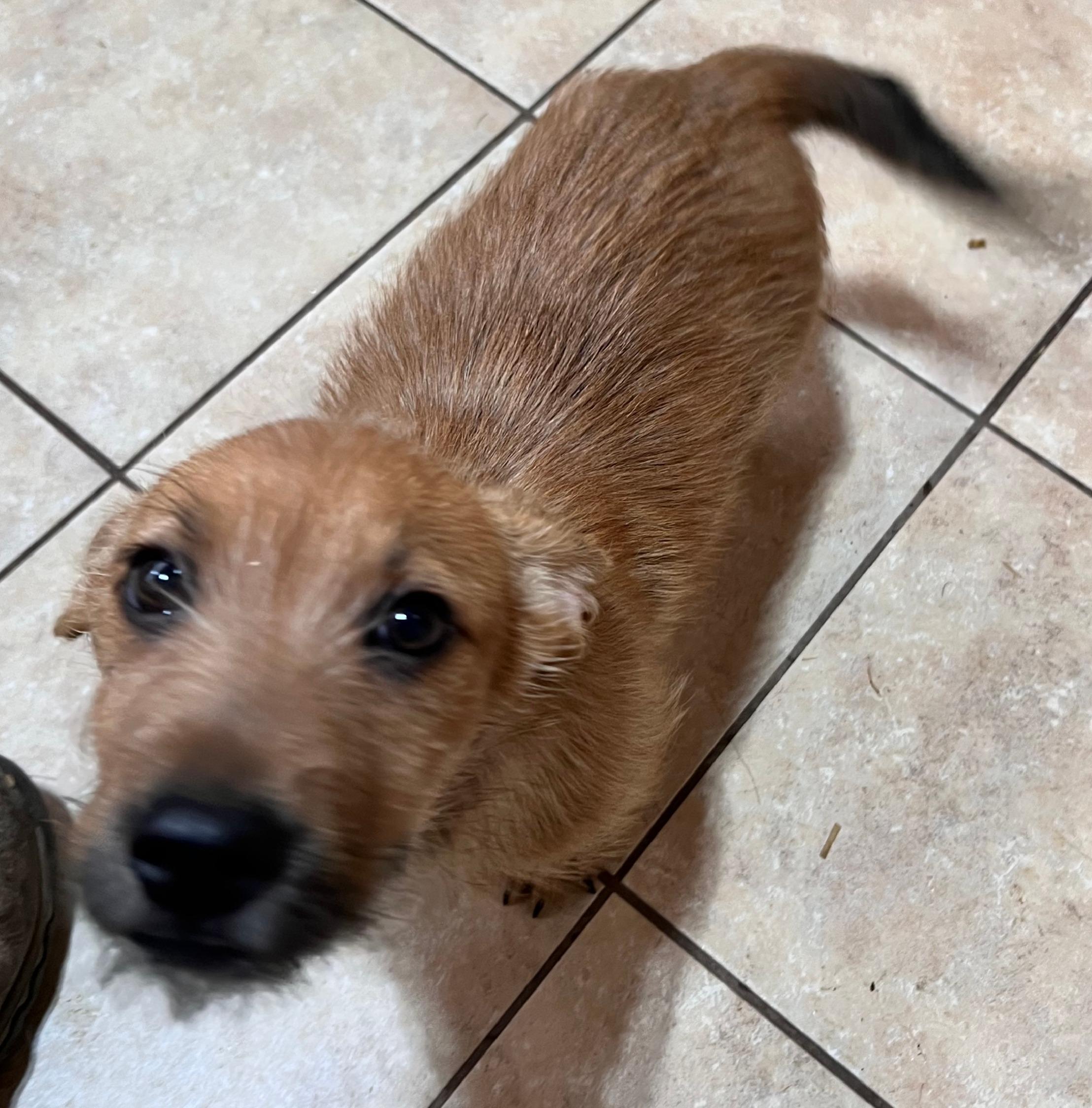 Enlarge Barley, an adopted mixed breed in Woburn, MA image 5/5