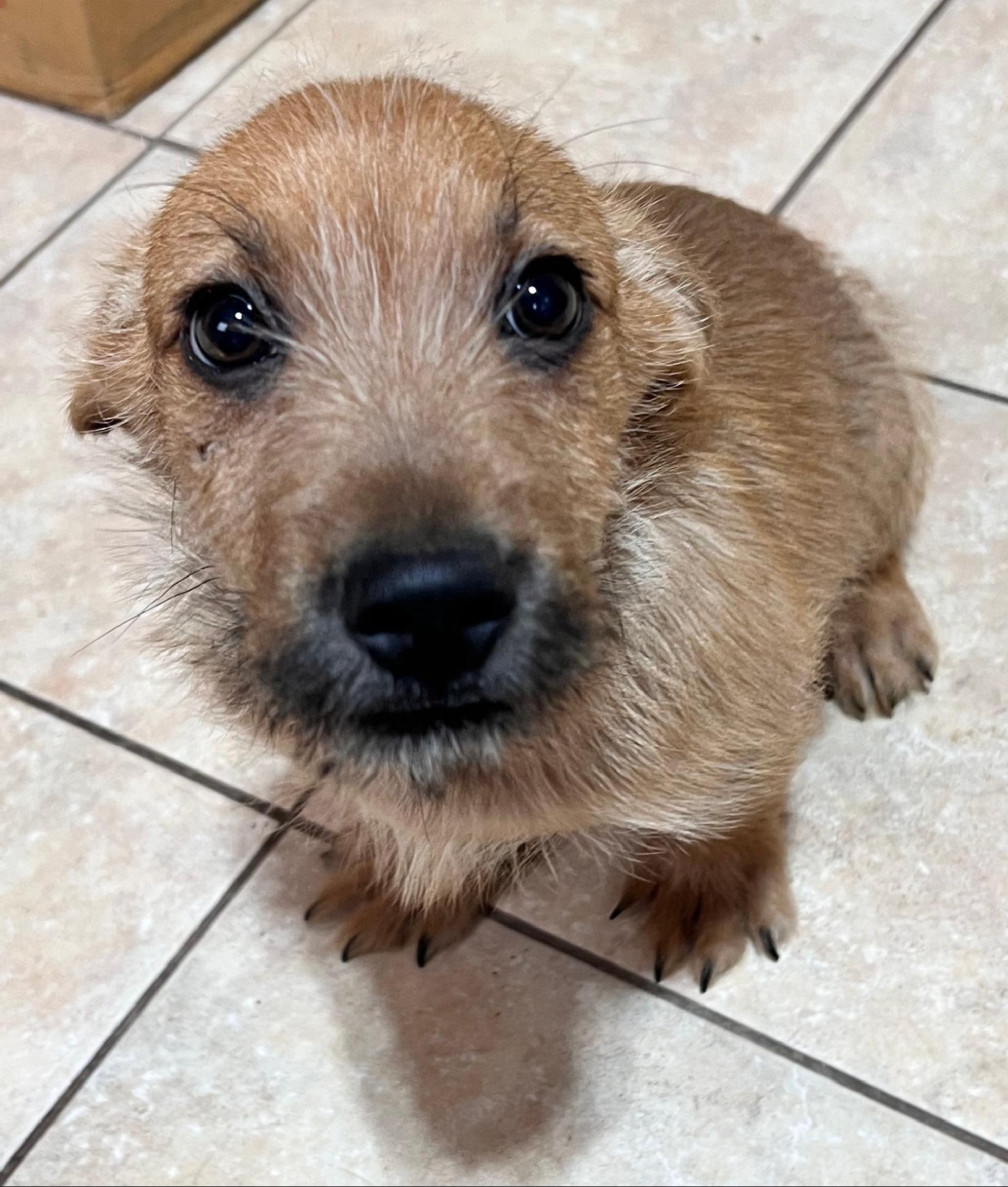 Enlarge Barley, an adopted mixed breed in Woburn, MA image 1/5