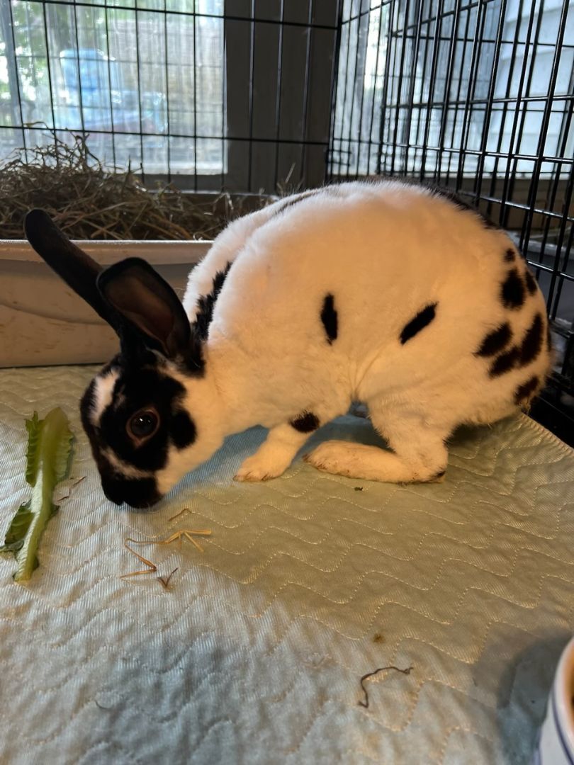 Zechram, a Adoptable Rex in Norwalk, CT image 6/6