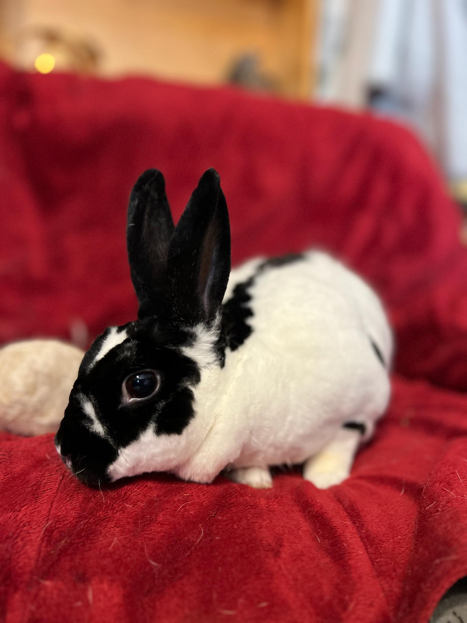 Zechram, Adoptable, Young Male Rex.