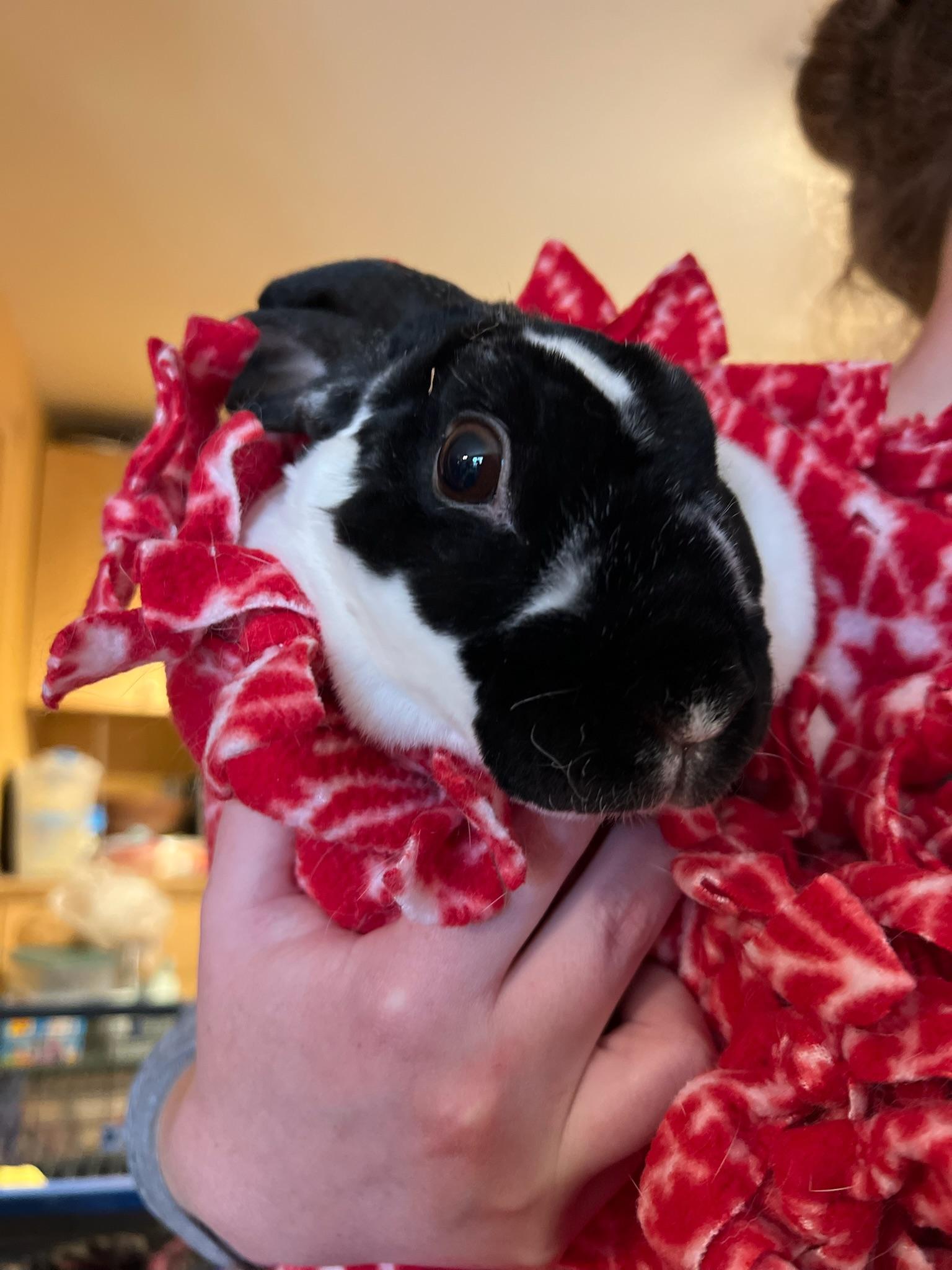 Zechram, a Adoptable Rex in Norwalk, CT image 4/6