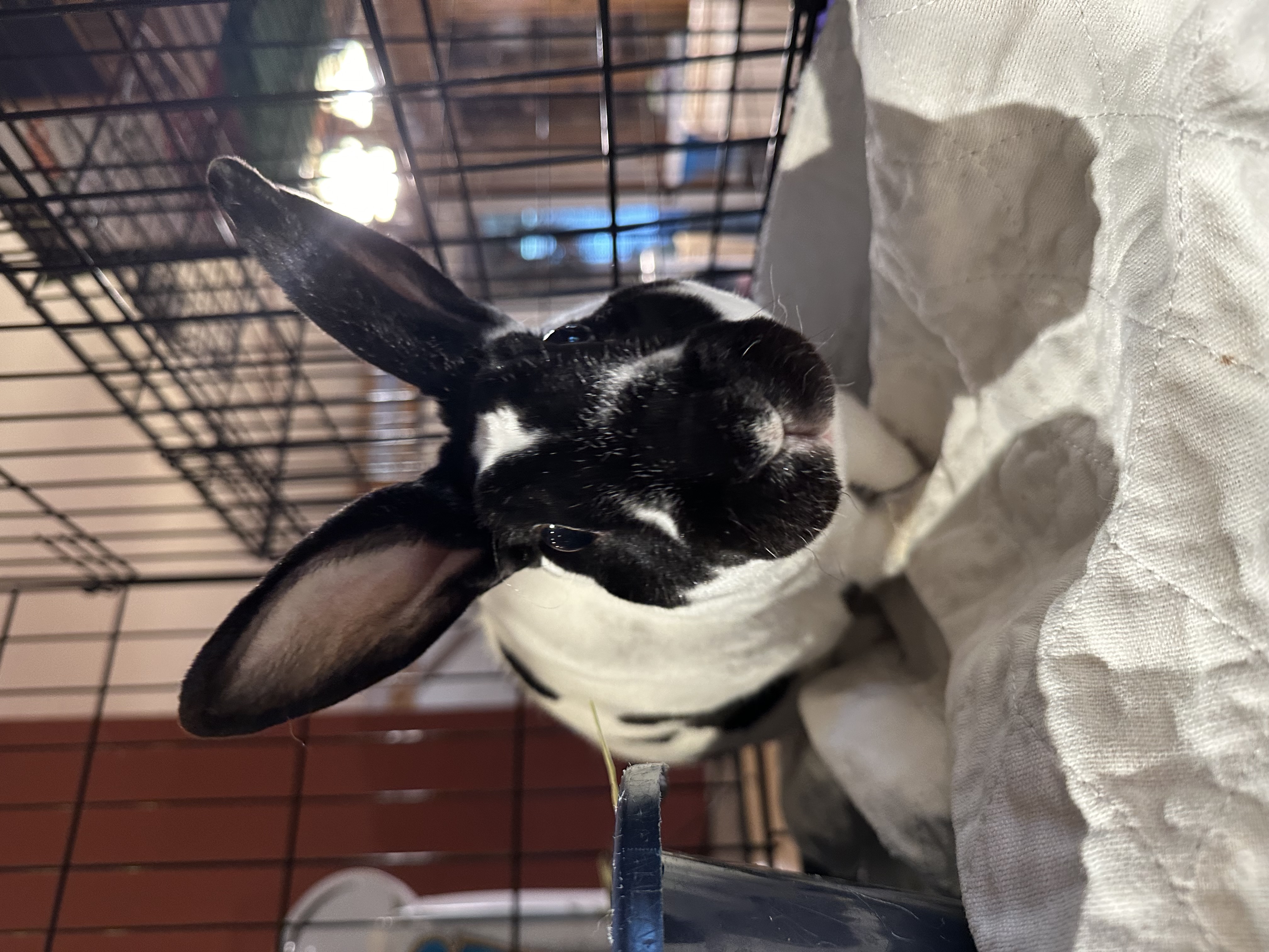 Zechram, a Adoptable Rex in Norwalk, CT image 5/6