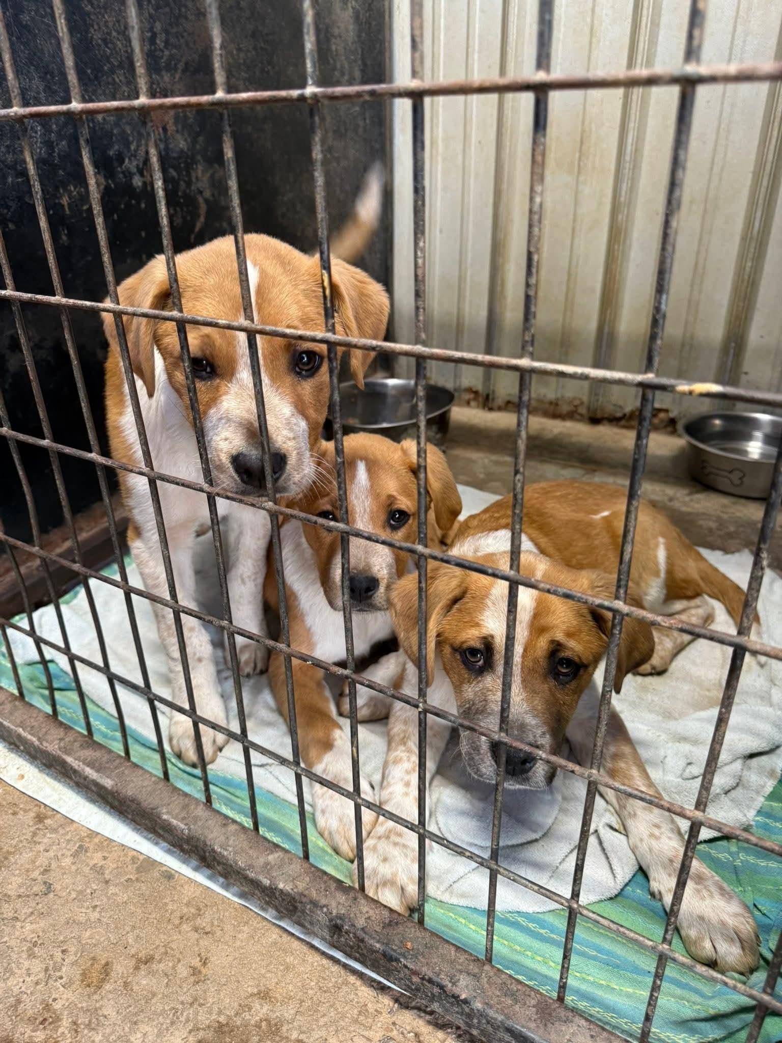 Vance, a ADOPTABLE mixed breed in Denver, CO image 3/3