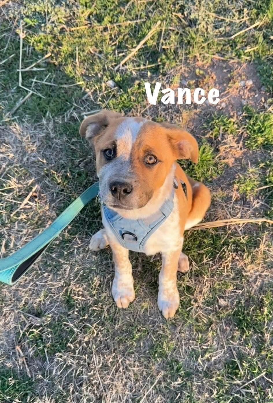 Vance, a ADOPTABLE mixed breed in Denver, CO image 1/3