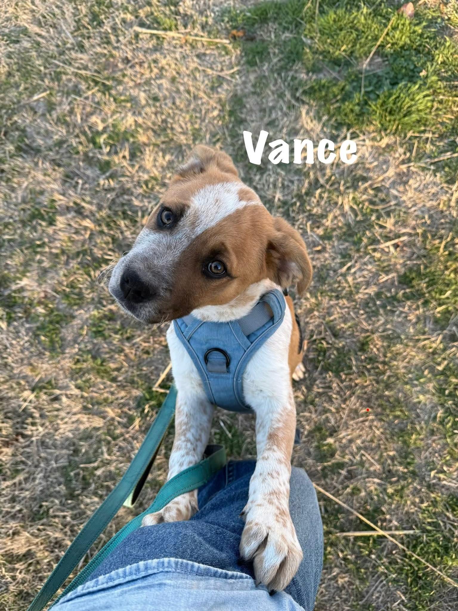 Vance, a ADOPTABLE mixed breed in Denver, CO image 2/3