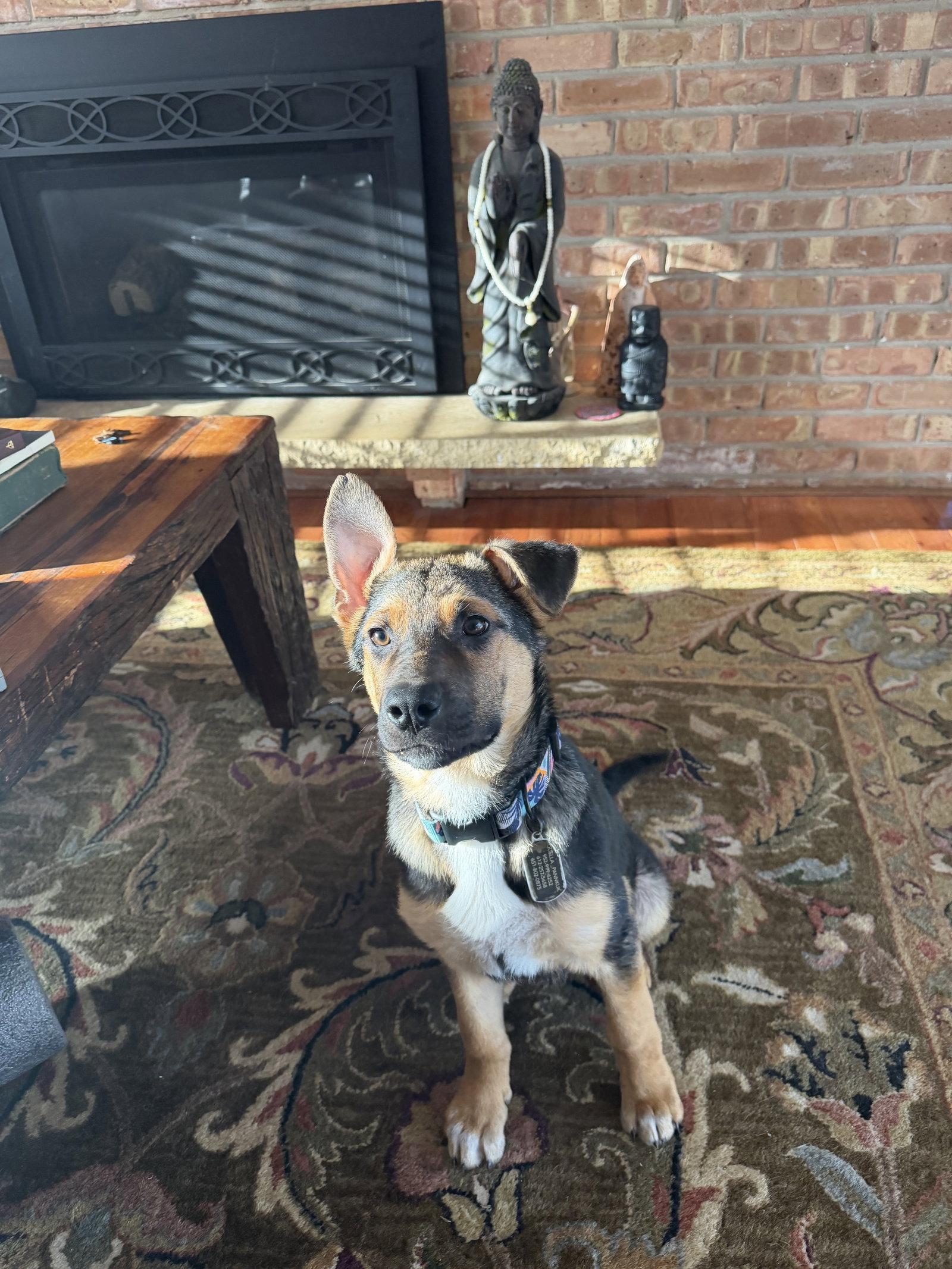 Enlarge Poppy, a Adopted German Shepherd Dog in Hugo, MN image 1/3