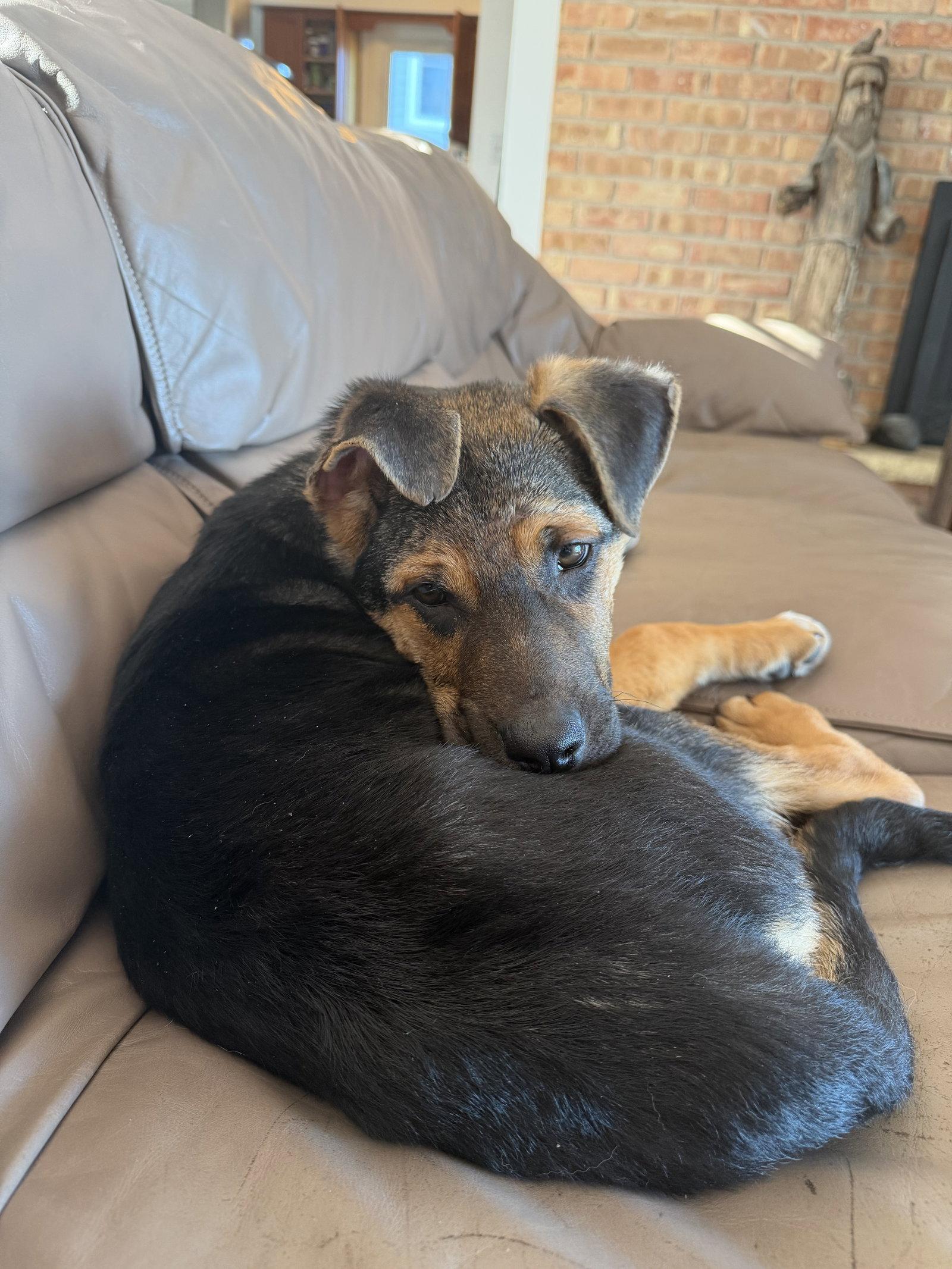 Enlarge Poppy, a Adopted German Shepherd Dog in Hugo, MN image 3/3