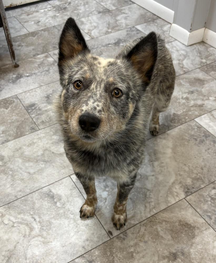 SKID, Adoptable, Adult Male Australian Cattle Dog / Blue Heeler.