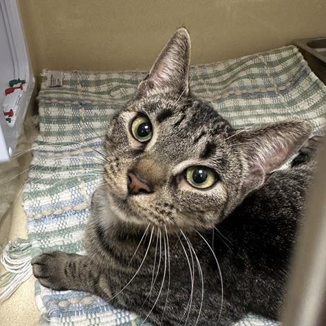 Enlarge Pepper , a ADOPTABLE Domestic Short Hair in Cooperstown, NY image 2/3