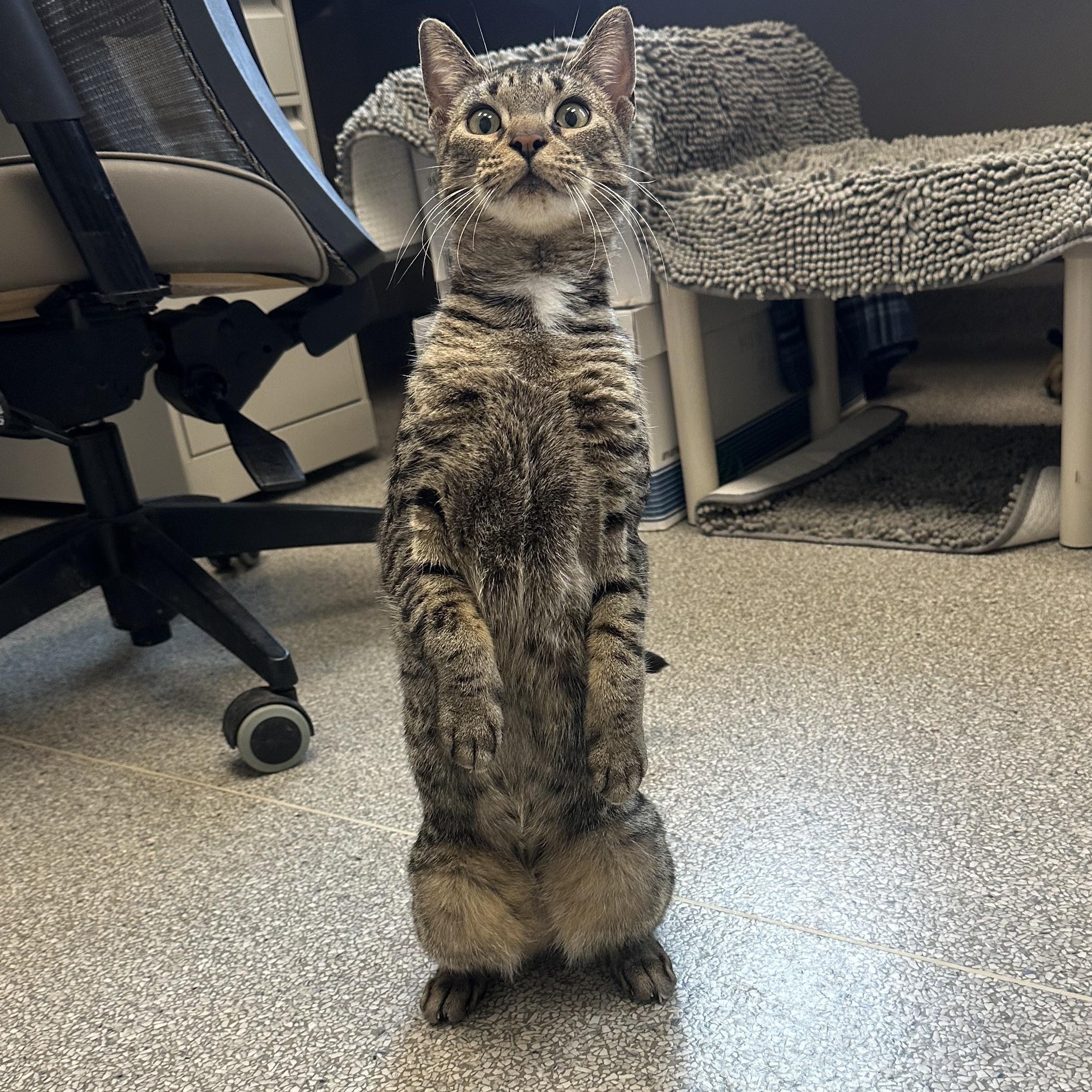 Enlarge Pepper , a ADOPTABLE Domestic Short Hair in Cooperstown, NY image 4/5