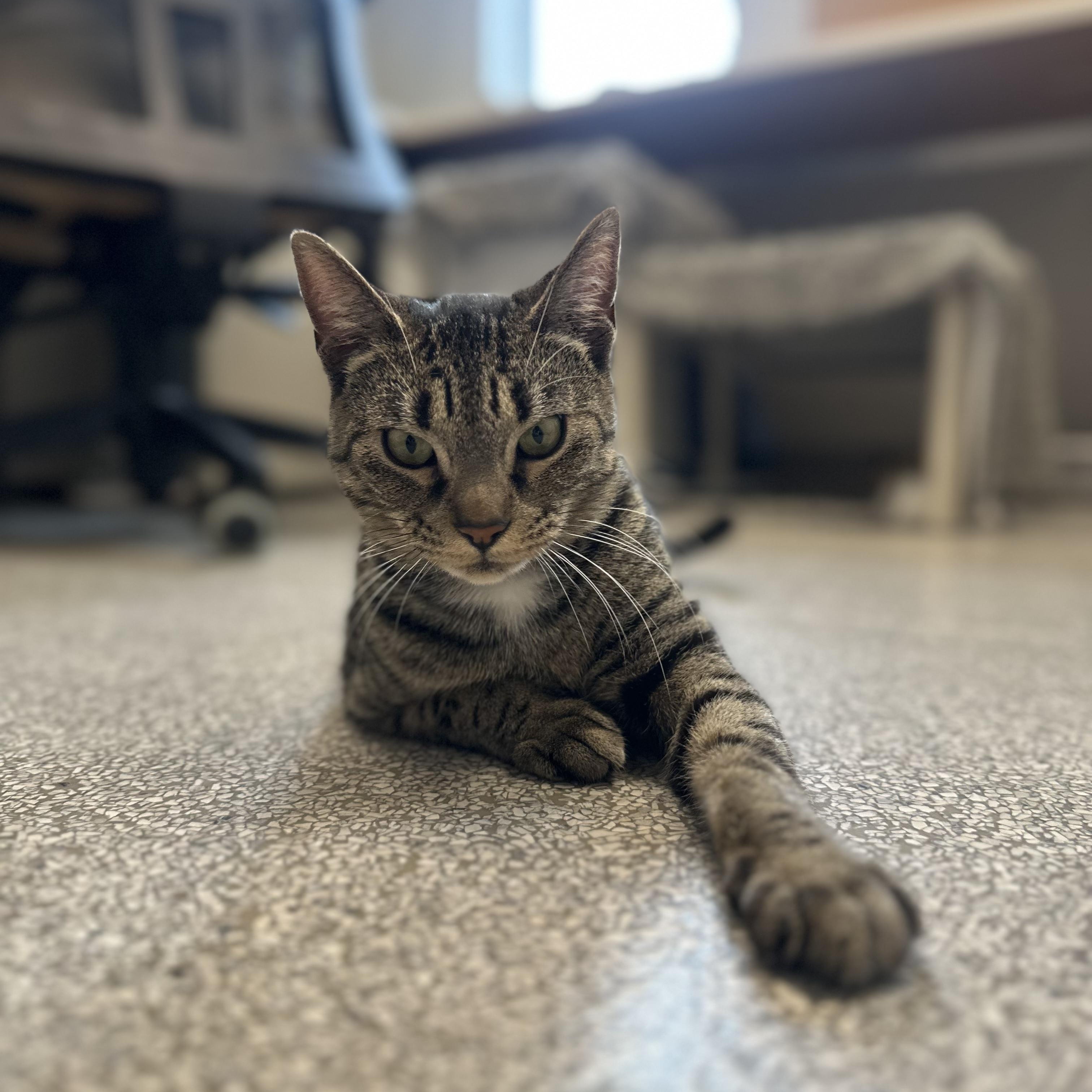 Enlarge Pepper , a ADOPTABLE Domestic Short Hair in Cooperstown, NY image 1/5