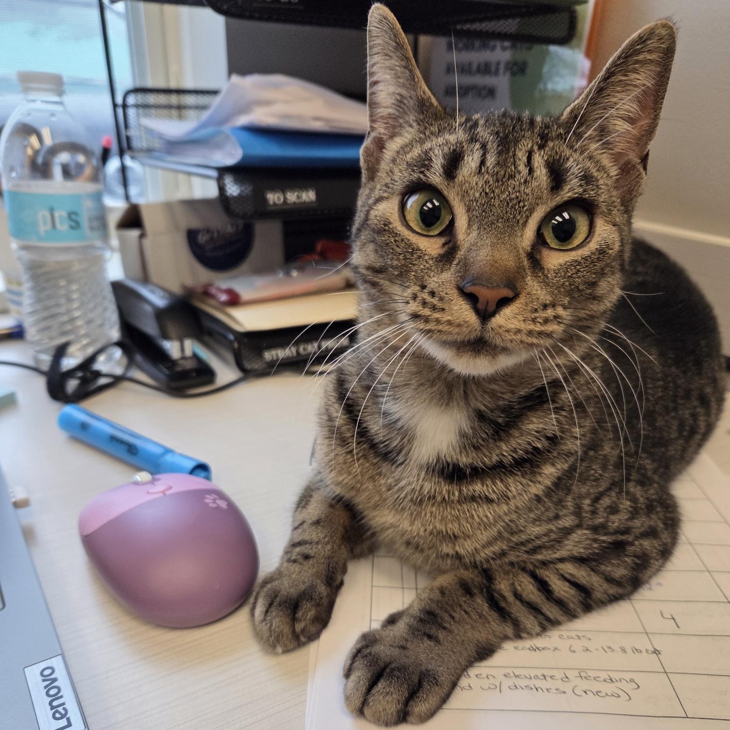 Enlarge Pepper , a ADOPTABLE Domestic Short Hair in Cooperstown, NY image 3/3