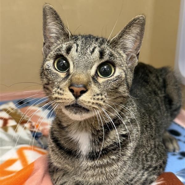 Pepper , ADOPTABLE, Young Female Domestic Short Hair.