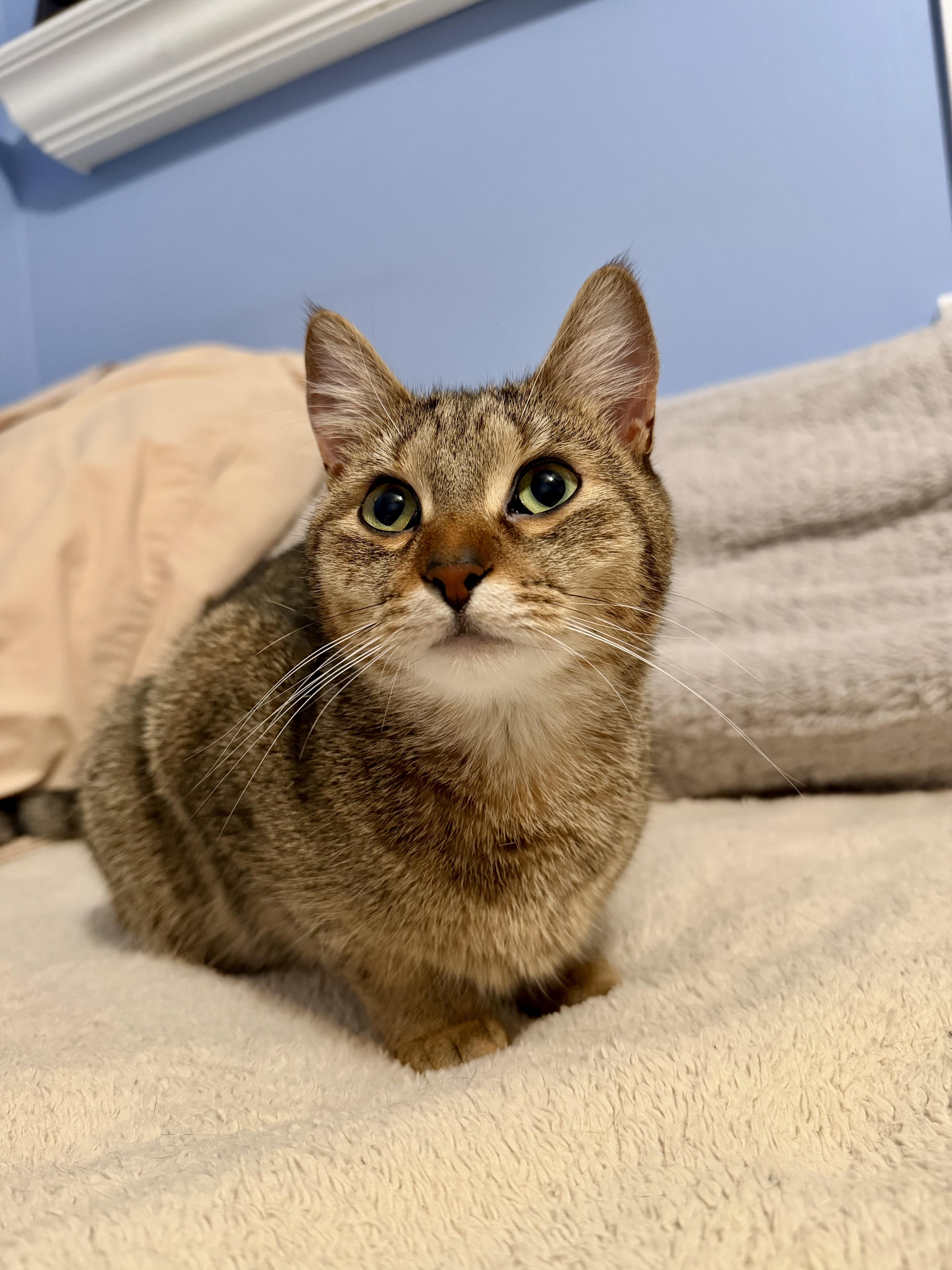 Cici & Kiki, Adoptable, Young Female Domestic Short Hair.