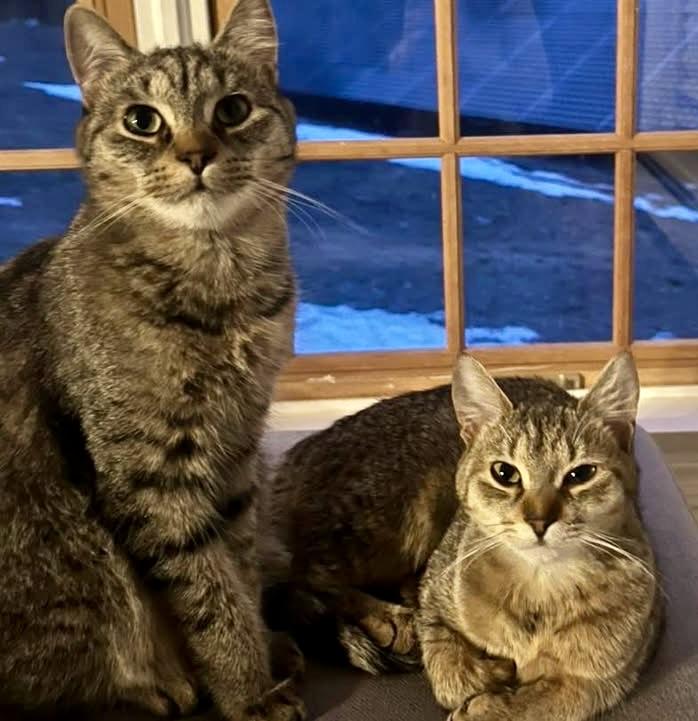 Enlarge Cici & Kiki, a Adoptable Domestic Short Hair in Andover, CT image 2/6