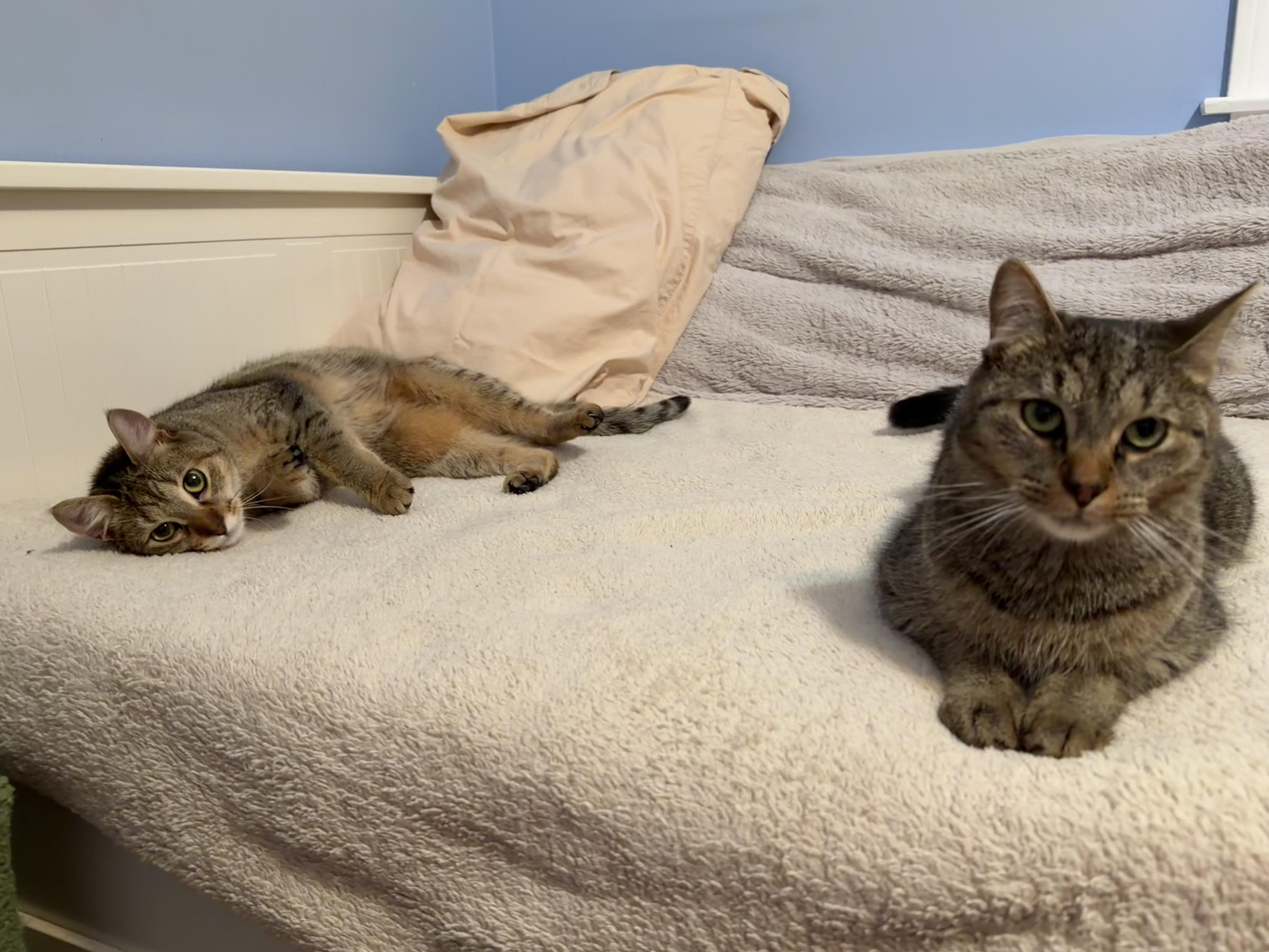 Enlarge Cici & Kiki, a Adoptable Domestic Short Hair in Andover, CT image 4/6