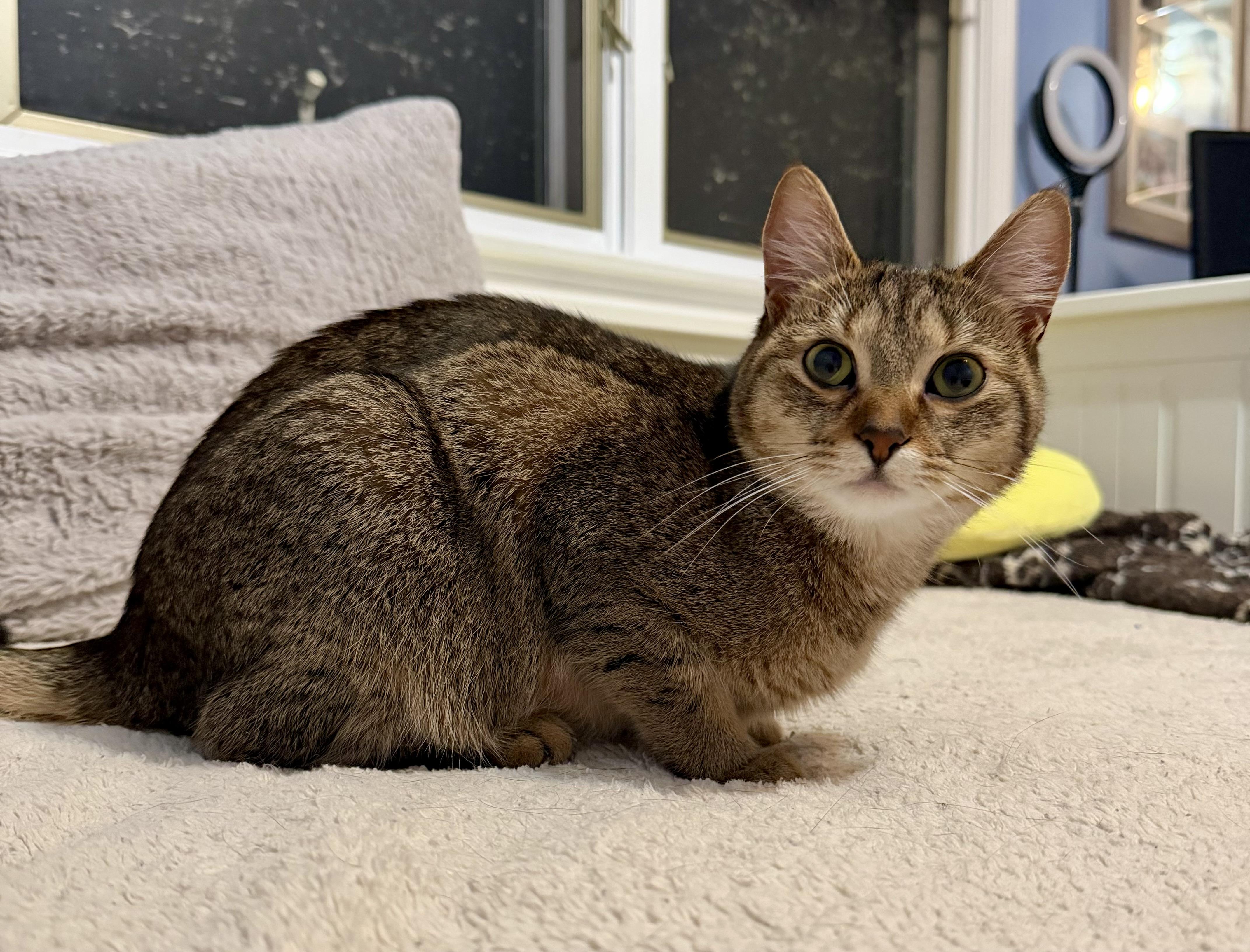 Enlarge Cici & Kiki, a Adoptable Domestic Short Hair in Andover, CT image 6/6