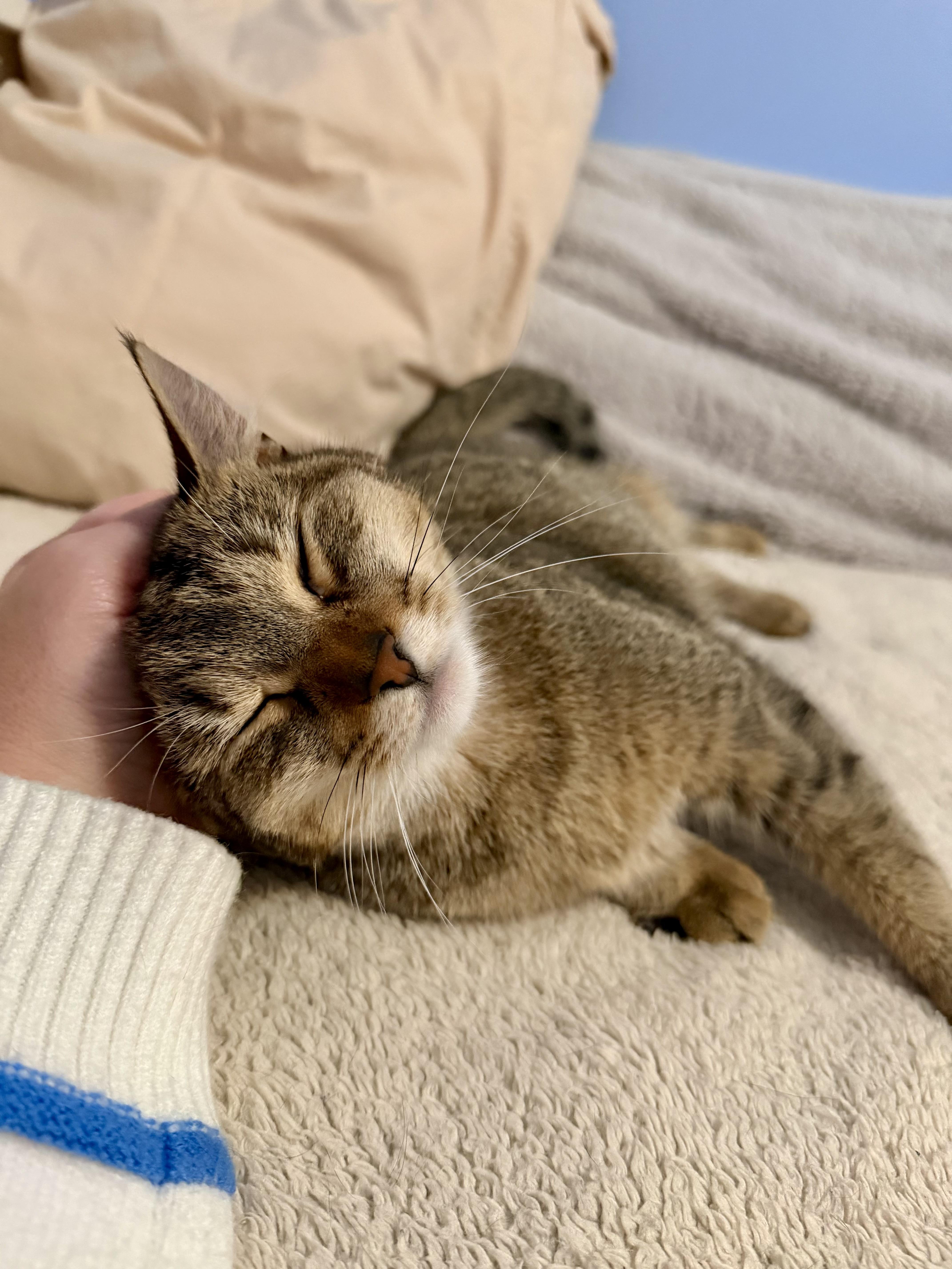 Enlarge Cici & Kiki, a Adoptable Domestic Short Hair in Andover, CT image 5/6