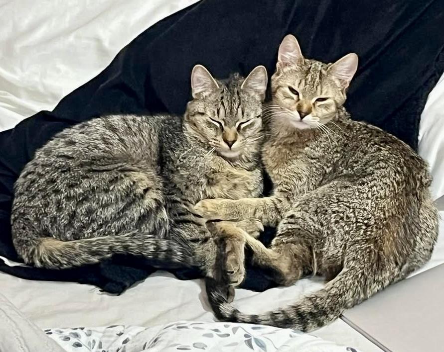 Enlarge Cici & Kiki, a Adoptable Domestic Short Hair in Andover, CT image 3/6
