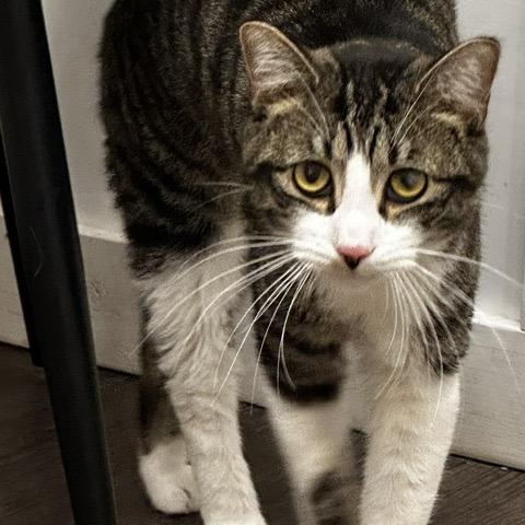 Dean, Adoptable, Adult Male Domestic Short Hair.
