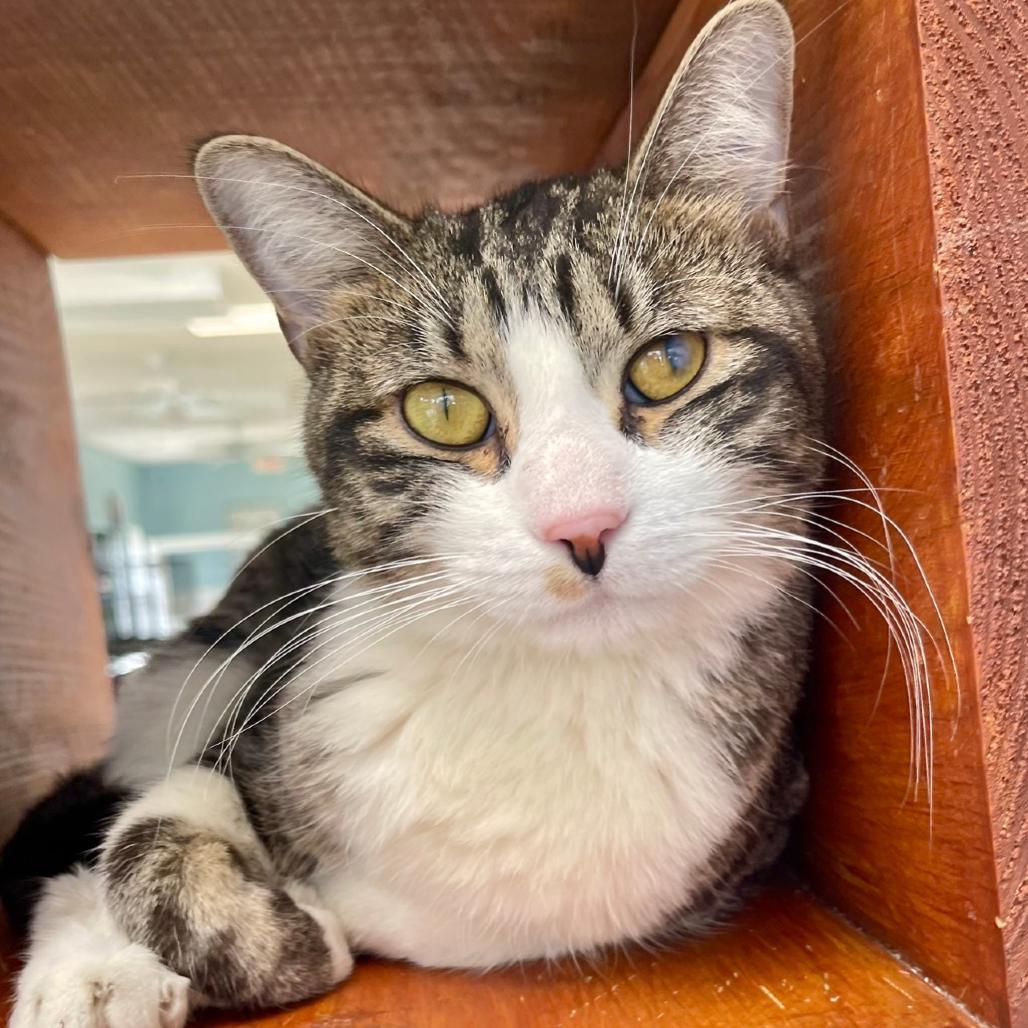 Enlarge Dean, a Adoptable Domestic Short Hair in Deerfield, IL image 2/2