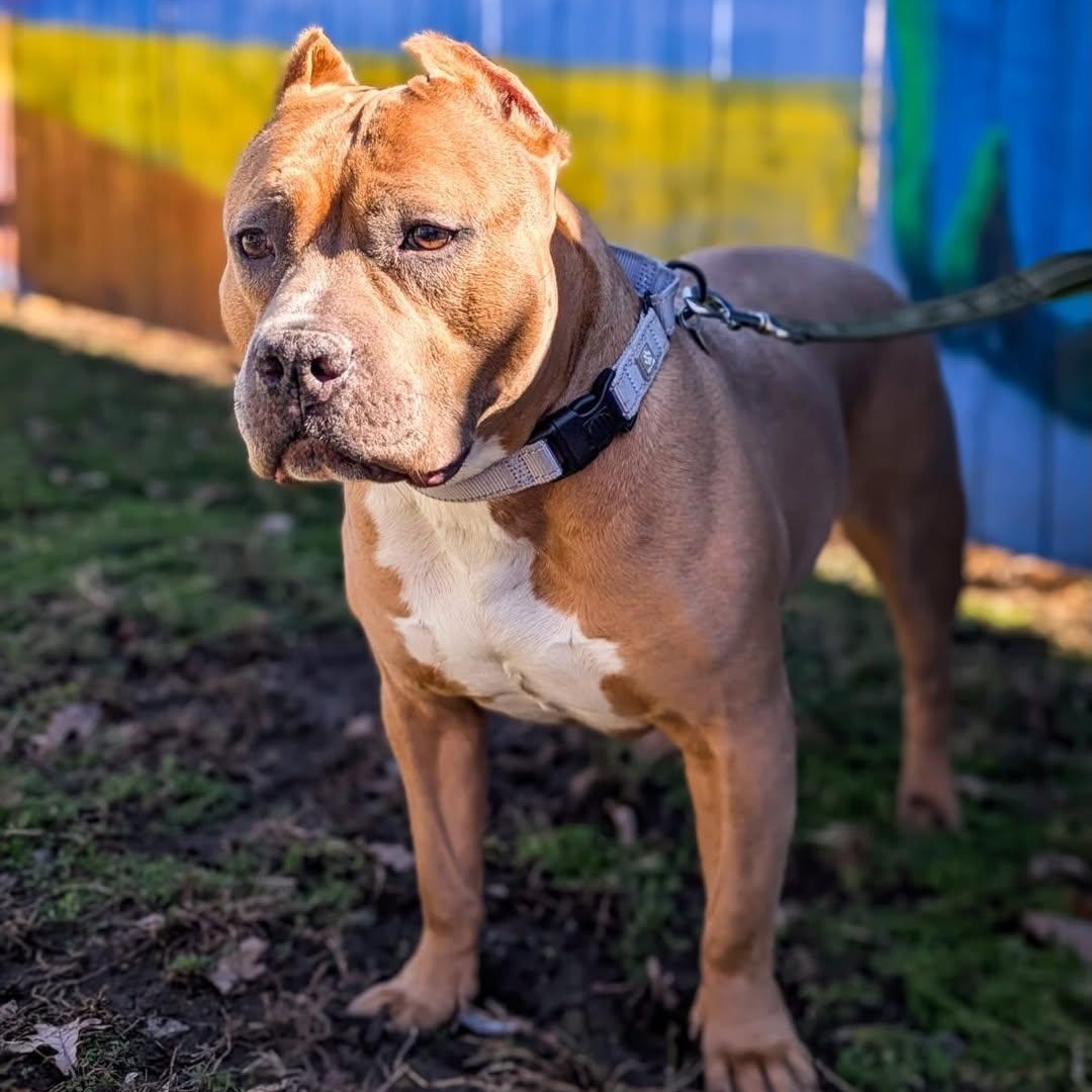 Enlarge Kitty, an adopted mixed breed in Detroit, MI image 2/6