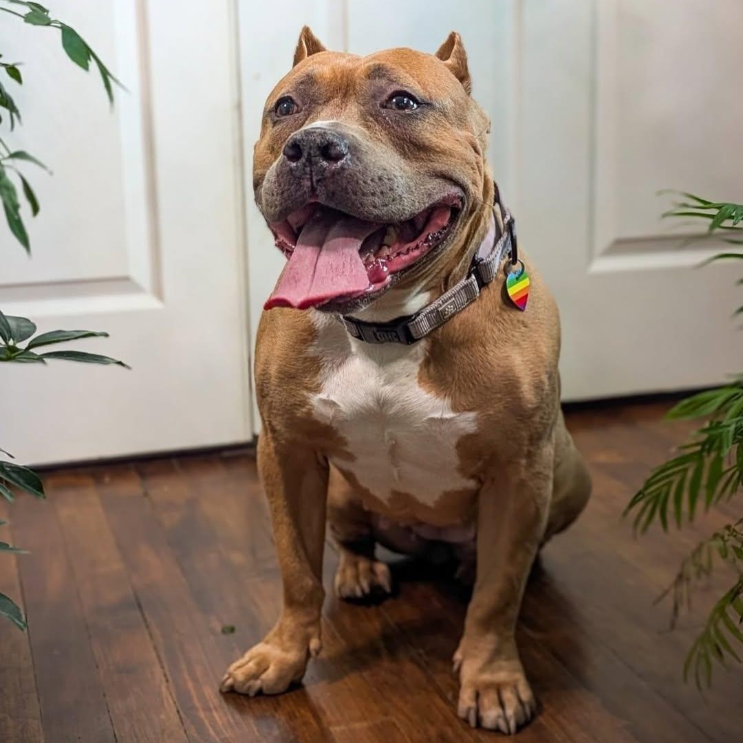 Enlarge Kitty, an adopted mixed breed in Detroit, MI image 4/6