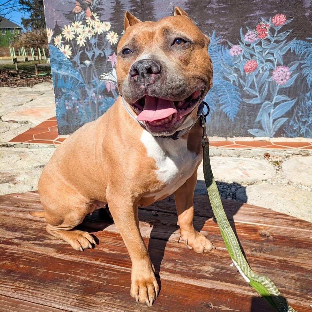 Kitty, adopted, Young Female American Staffordshire Terrier.