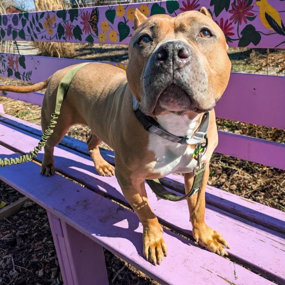 Enlarge Kitty, an adopted mixed breed in Detroit, MI image 5/6